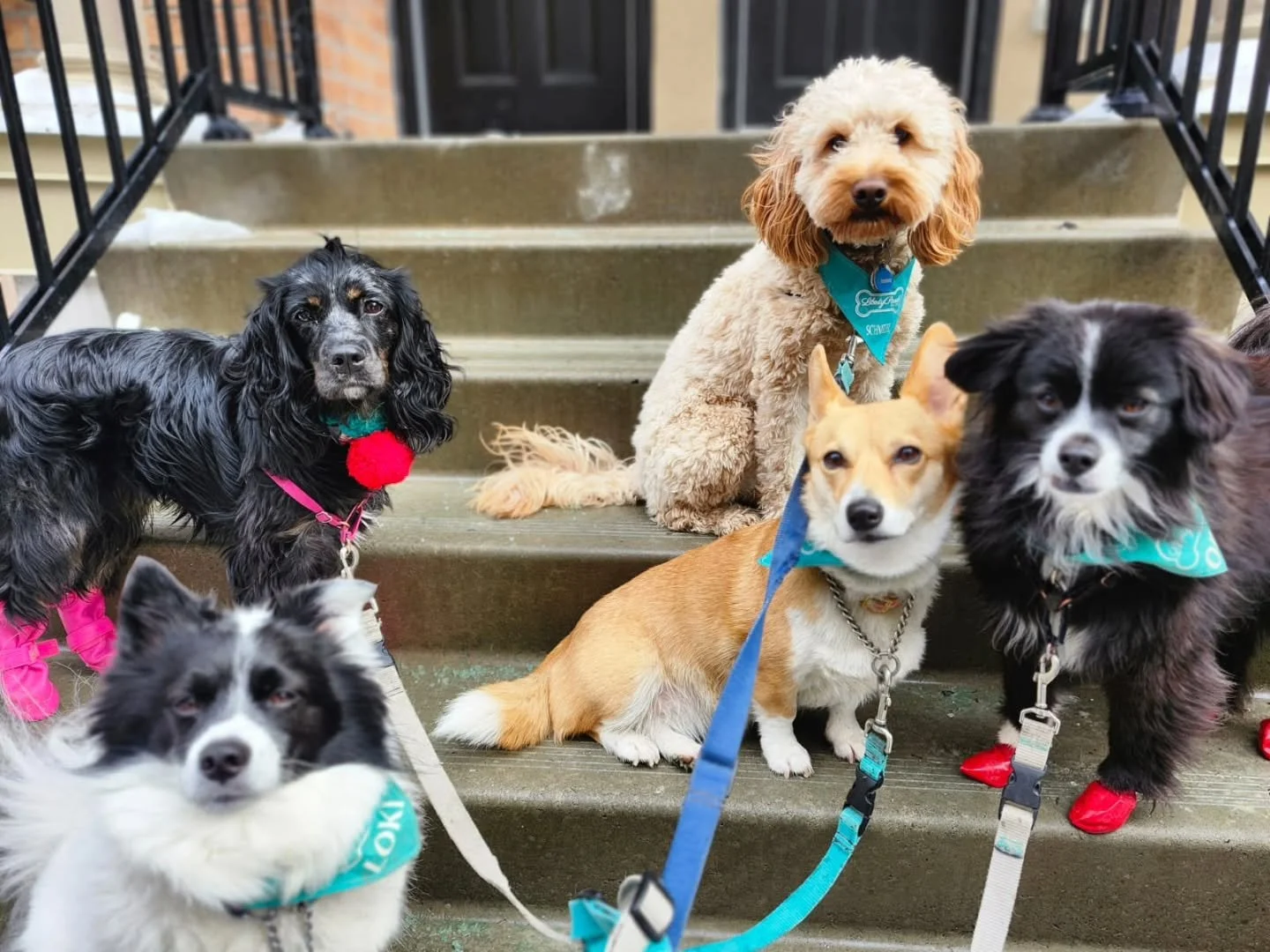 some people collect things, we collect moments like this #dogsquad #DogPack
#PackWalk #dogsoftoronto
#DogLovers