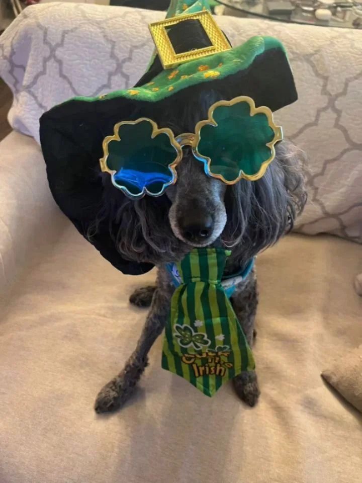 st. PAWddy's day pt 1.  we love playing dress up with thesr kids.  #stpaddysday #dogstagram #cutedogs #happydogs #doglife