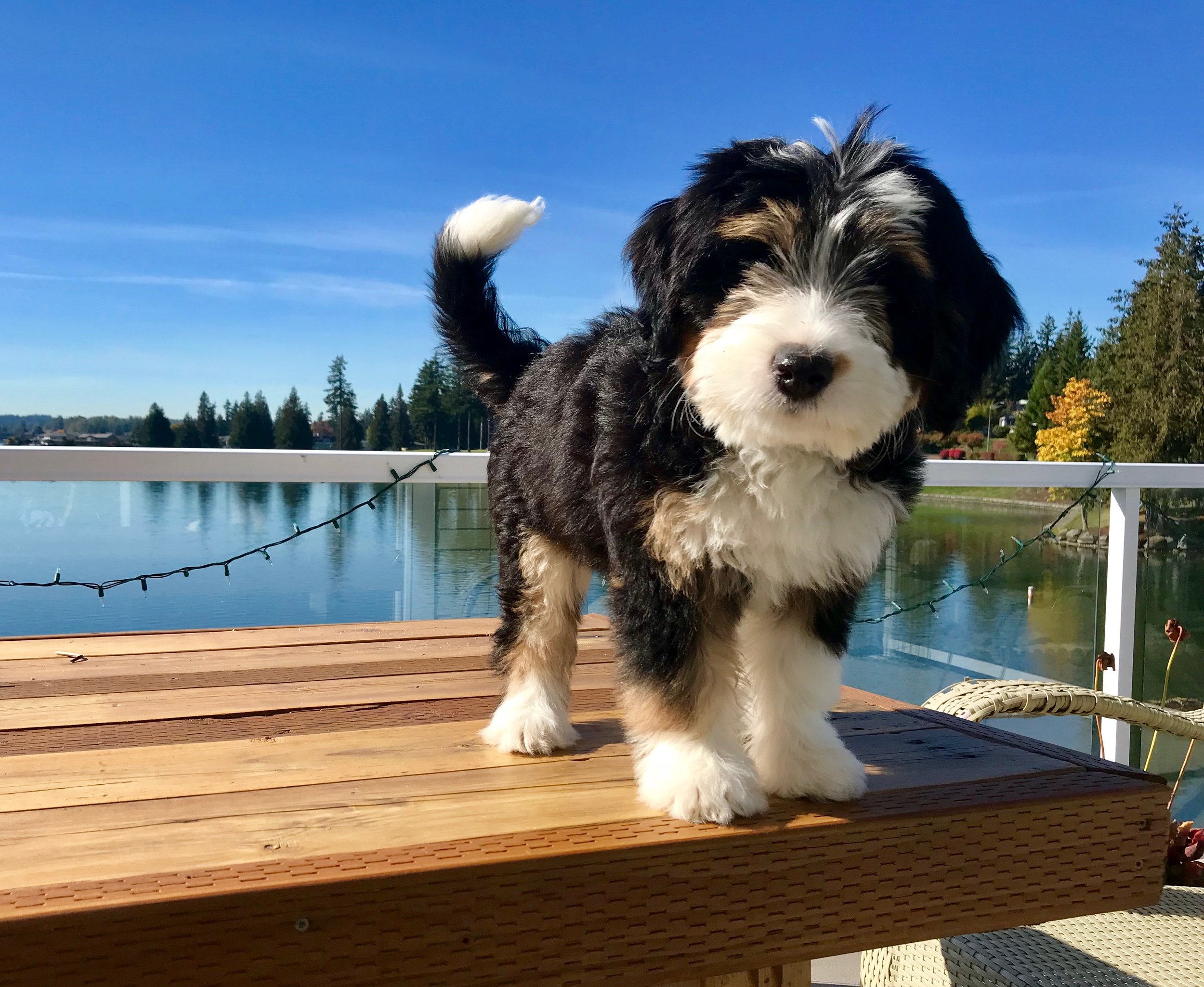 miniature bernedoodle full grown