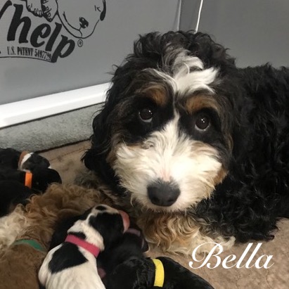 bella.jpeg