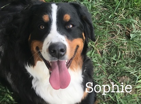 Sophie.jpeg