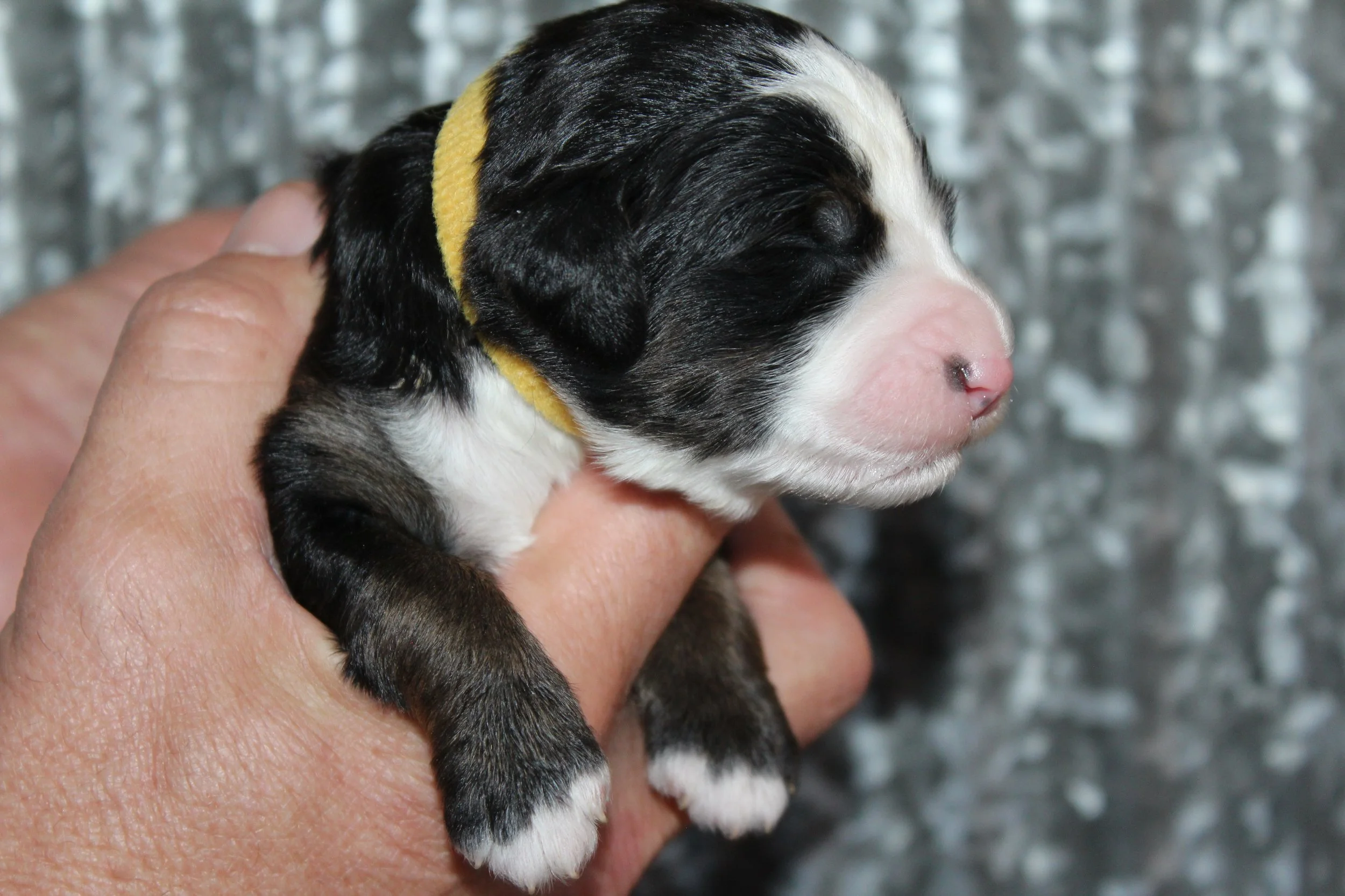   BUTTERMILK !    Girl - 1 week  