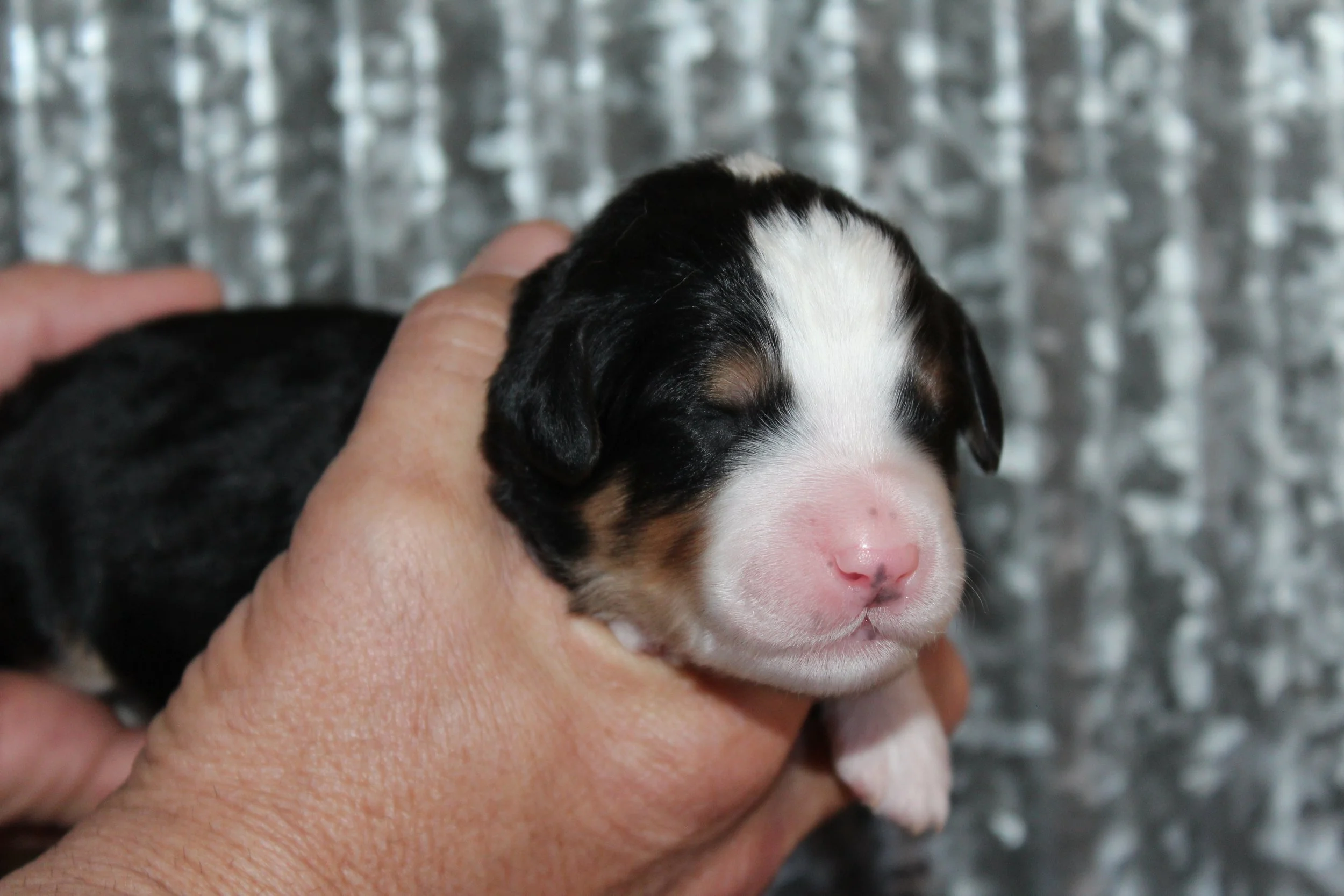   TAOS  :)    Boy - 1 week  