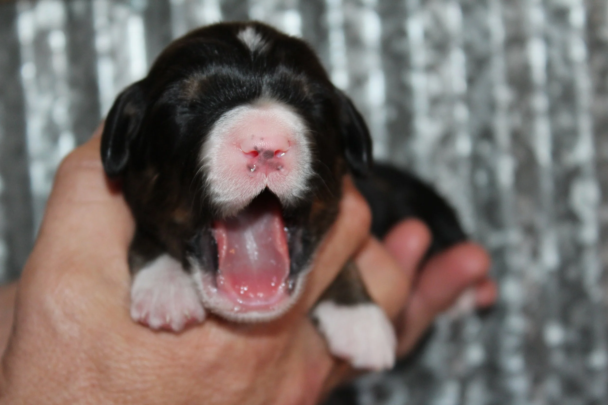   BIG BEAR !    Boy - 1 week  