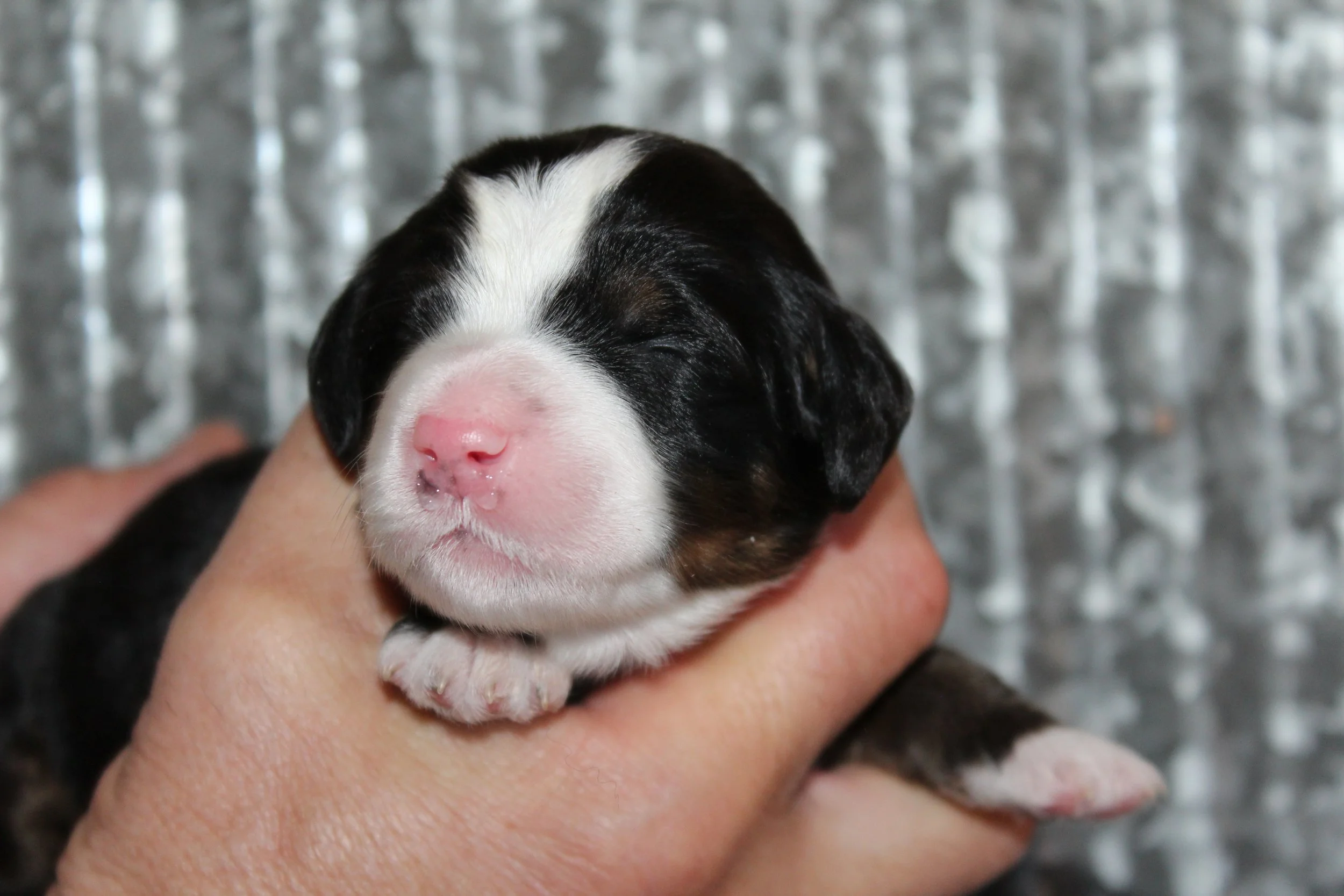   BRISTOL  :)    Girl - 1 week  