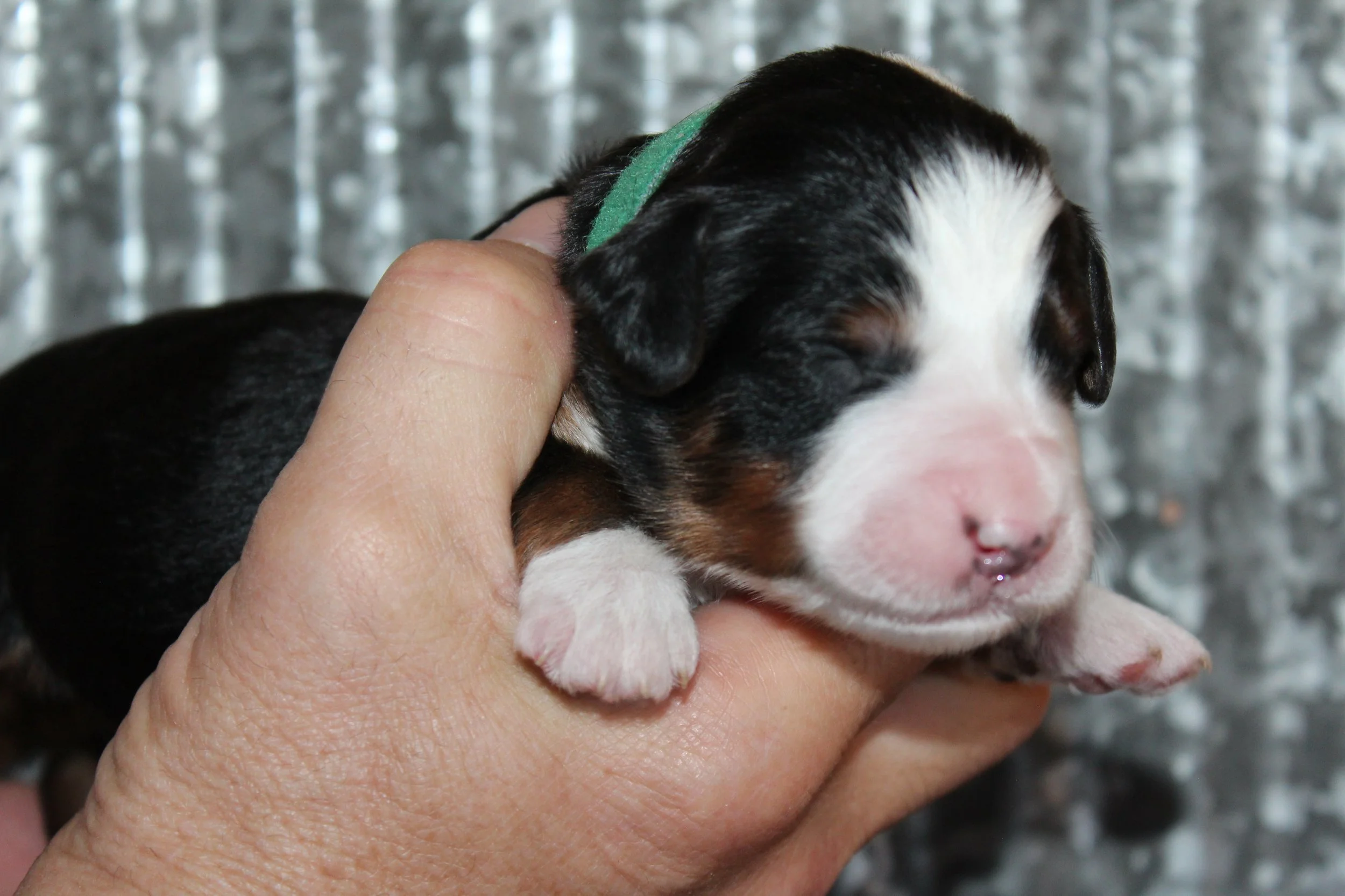   MATTERHORN :)    Boy - 1 week  