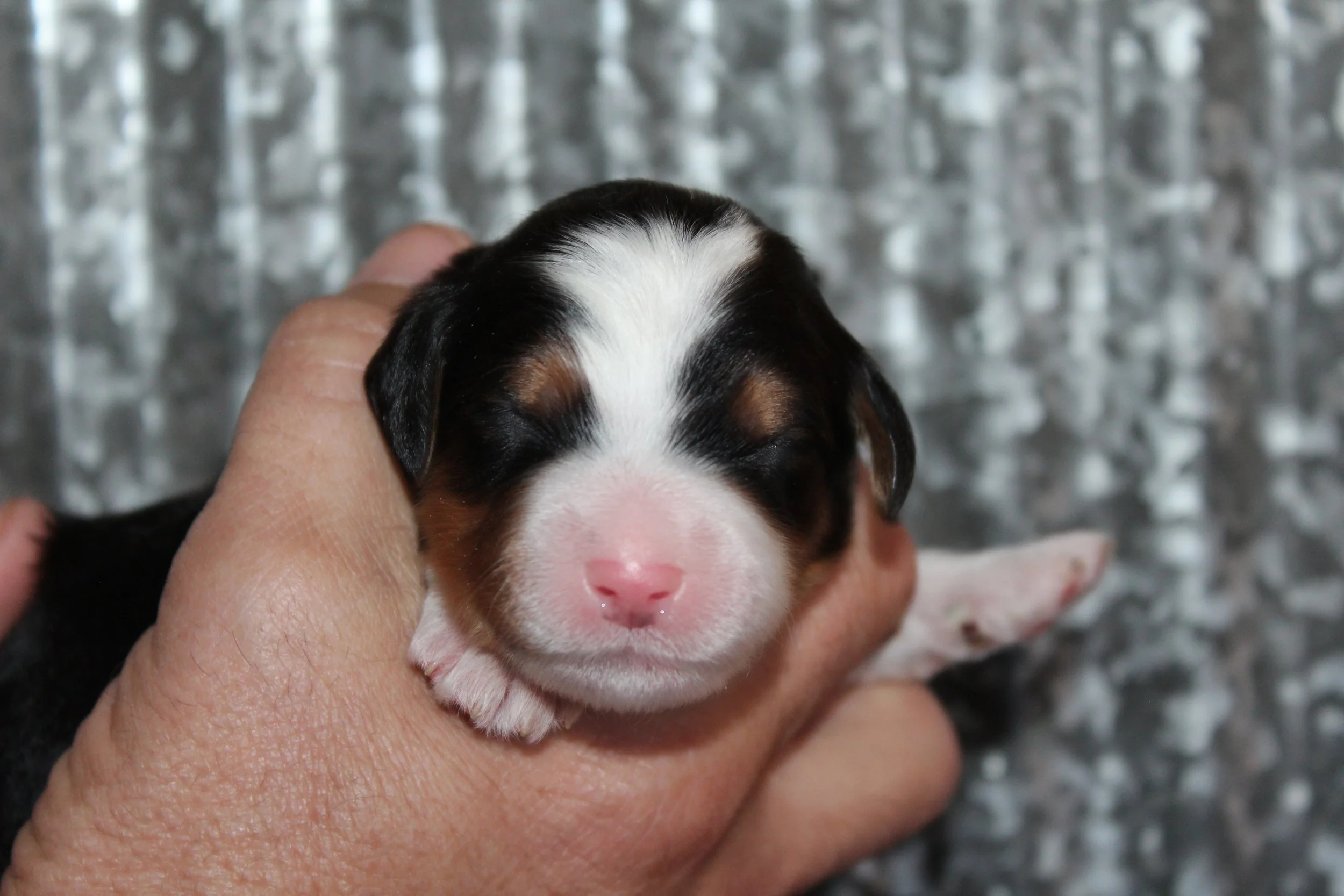   SNOWBIRD !    Boy - 1 week  