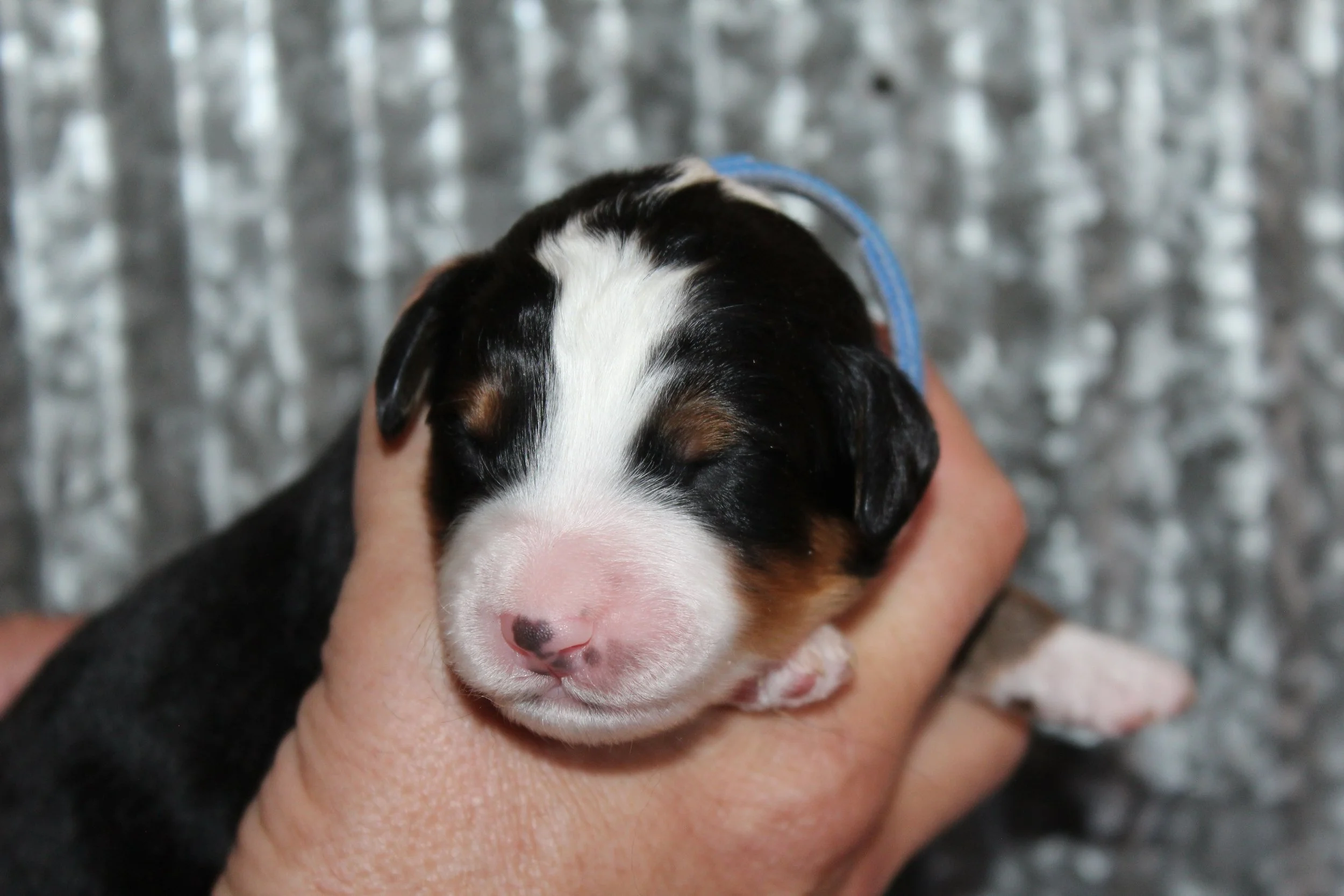   MAMMOTH !    Boy - 1 week  