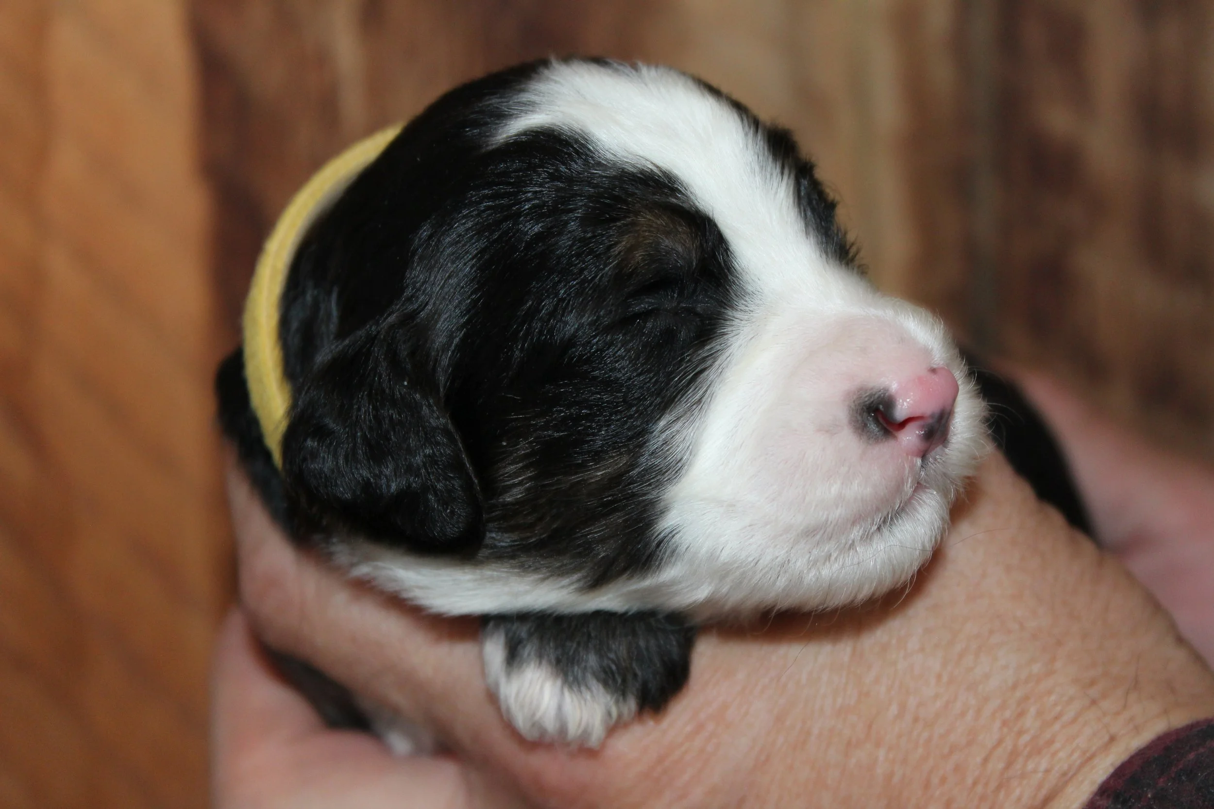   BUTTERMILK  :)    Girl - 2 weeks  