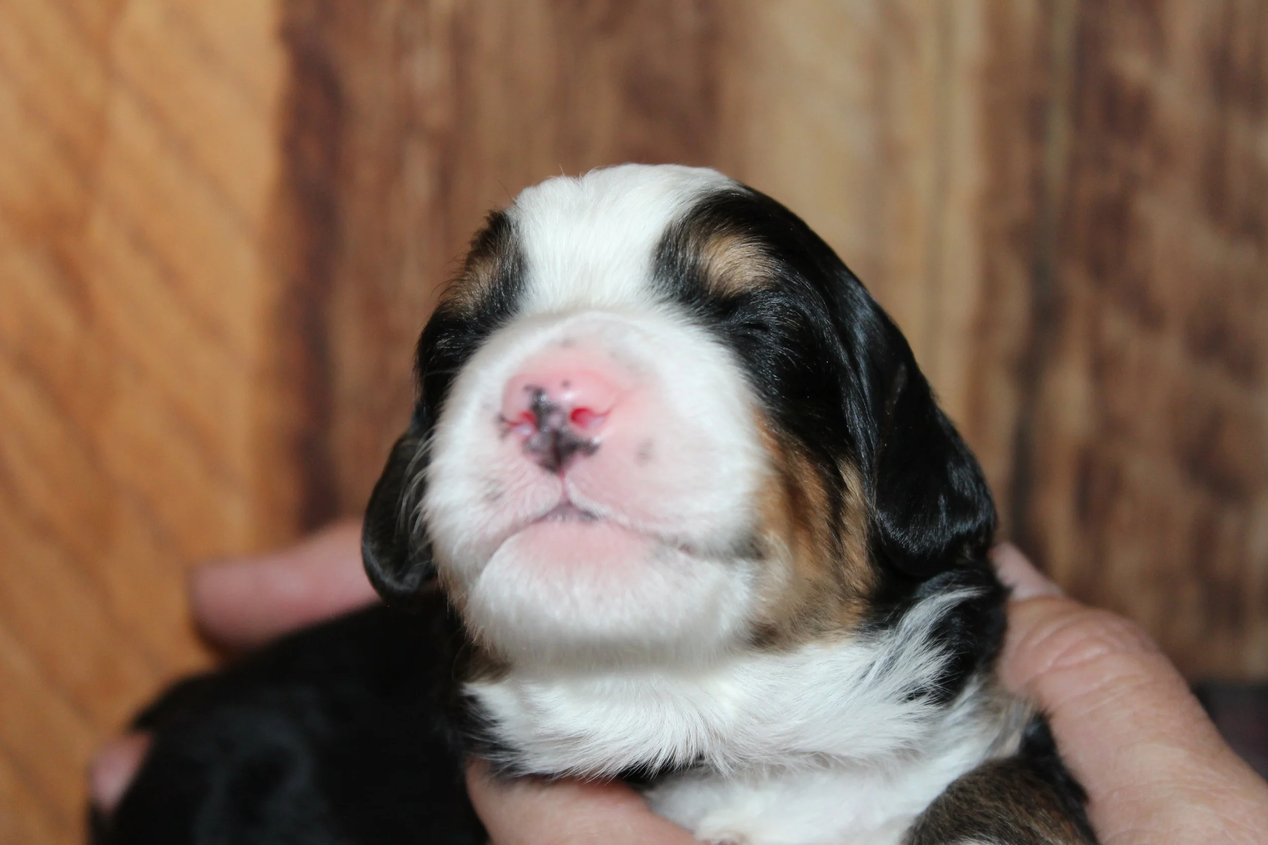   TAOS !    Boy - 2 weeks  