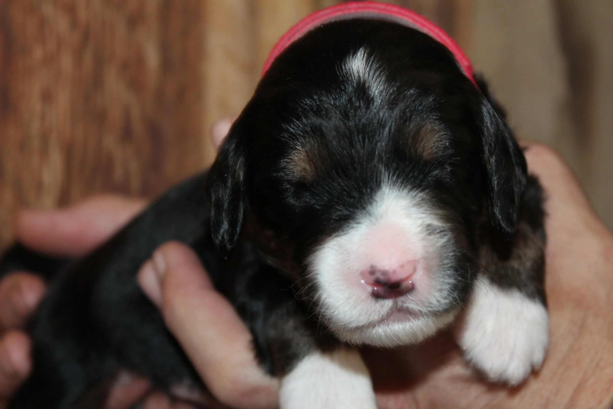   BIG BEAR  :)    Boy - 2 weeks  