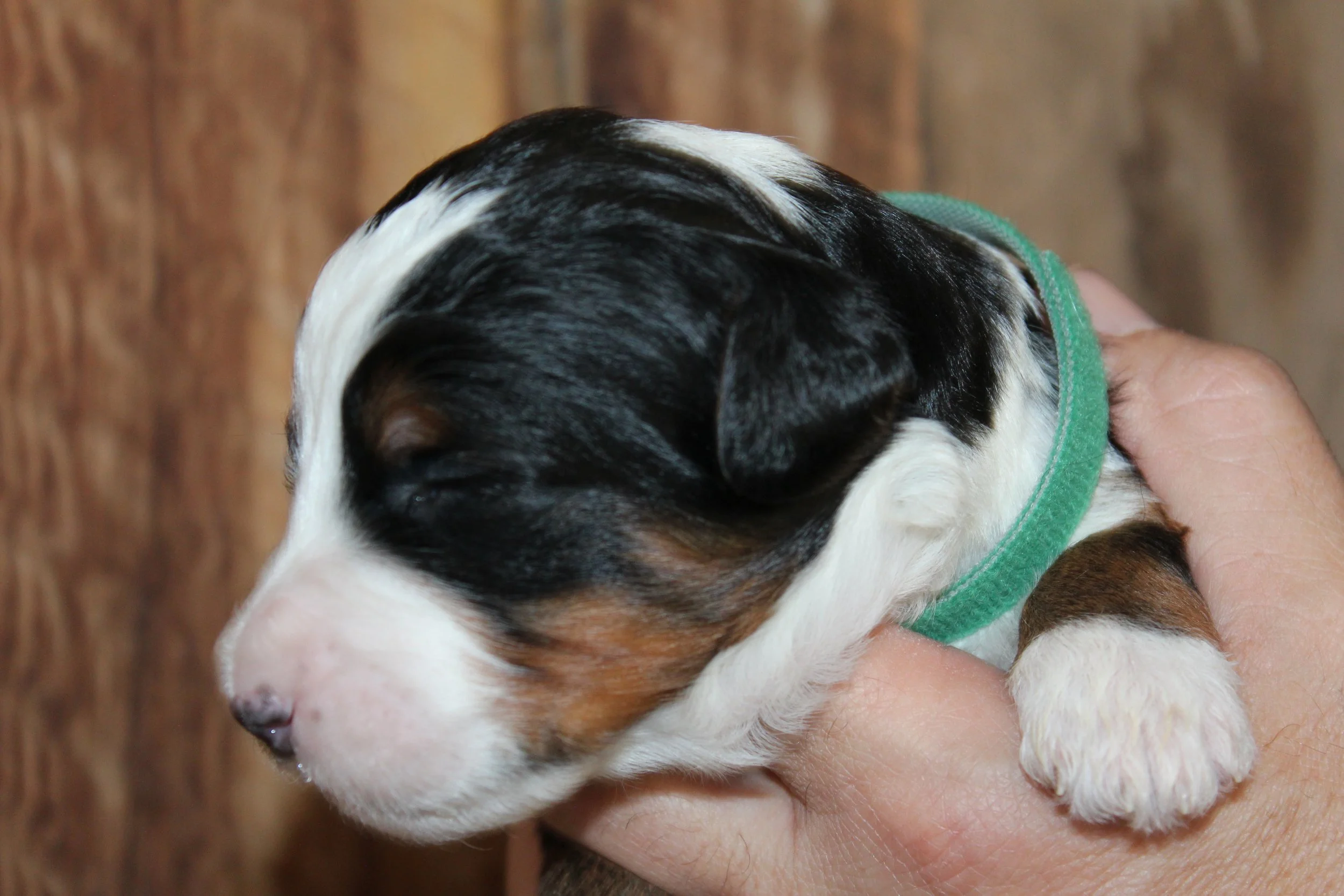             MATTERHORN ! Boy - 2 weeks  