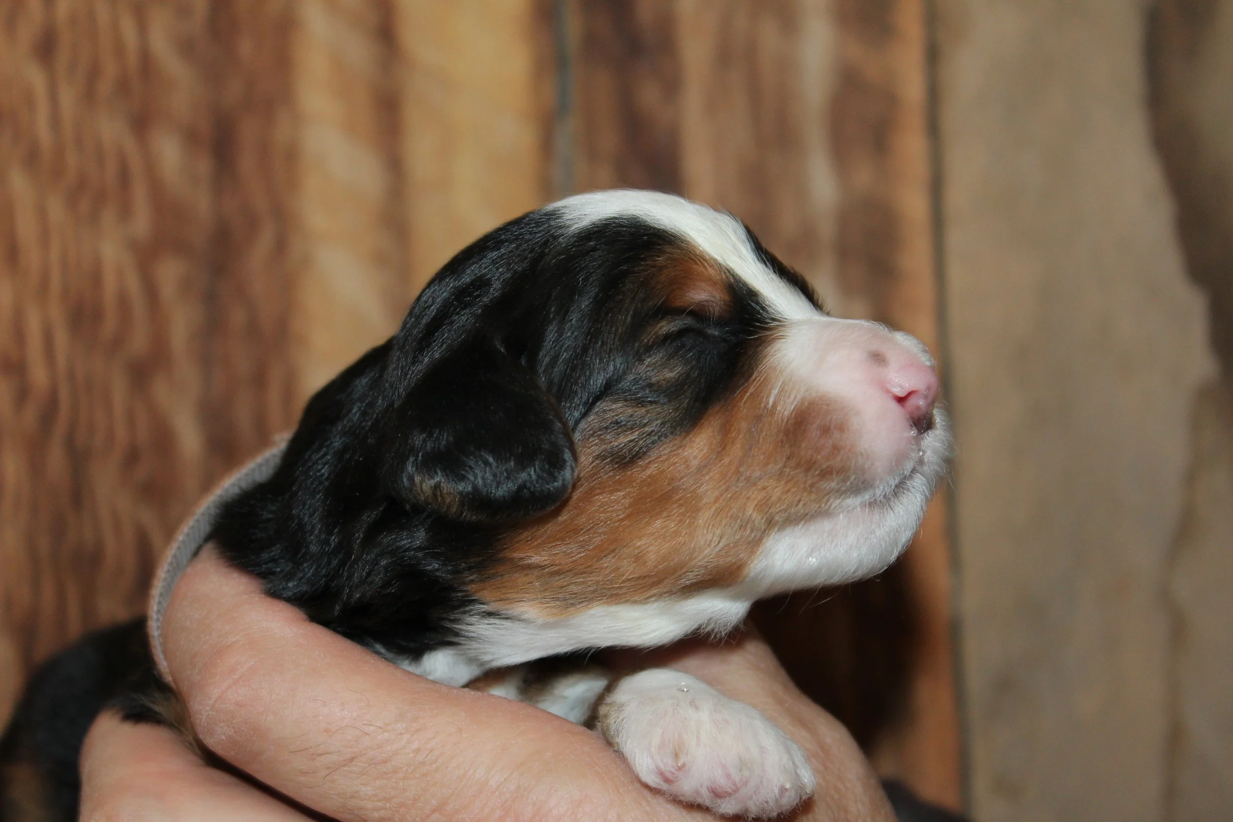   SNOWBIRD  :)    Boy - 2 weeks  