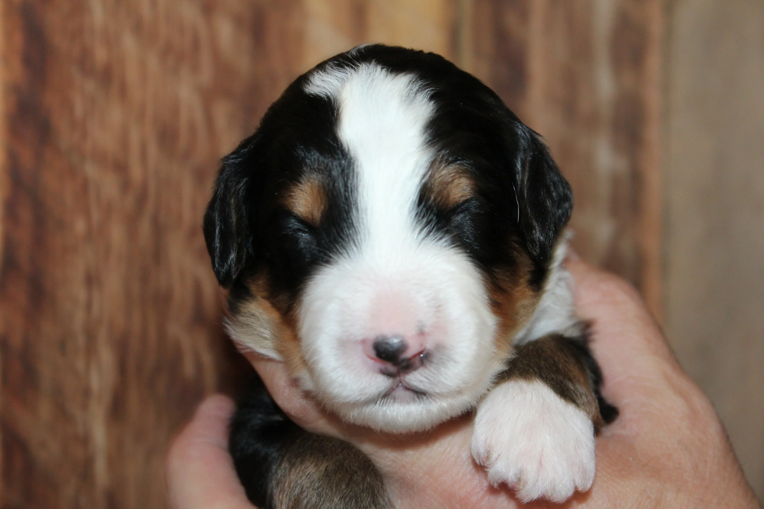   MAMMOTH  :)    Boy - 2 weeks  