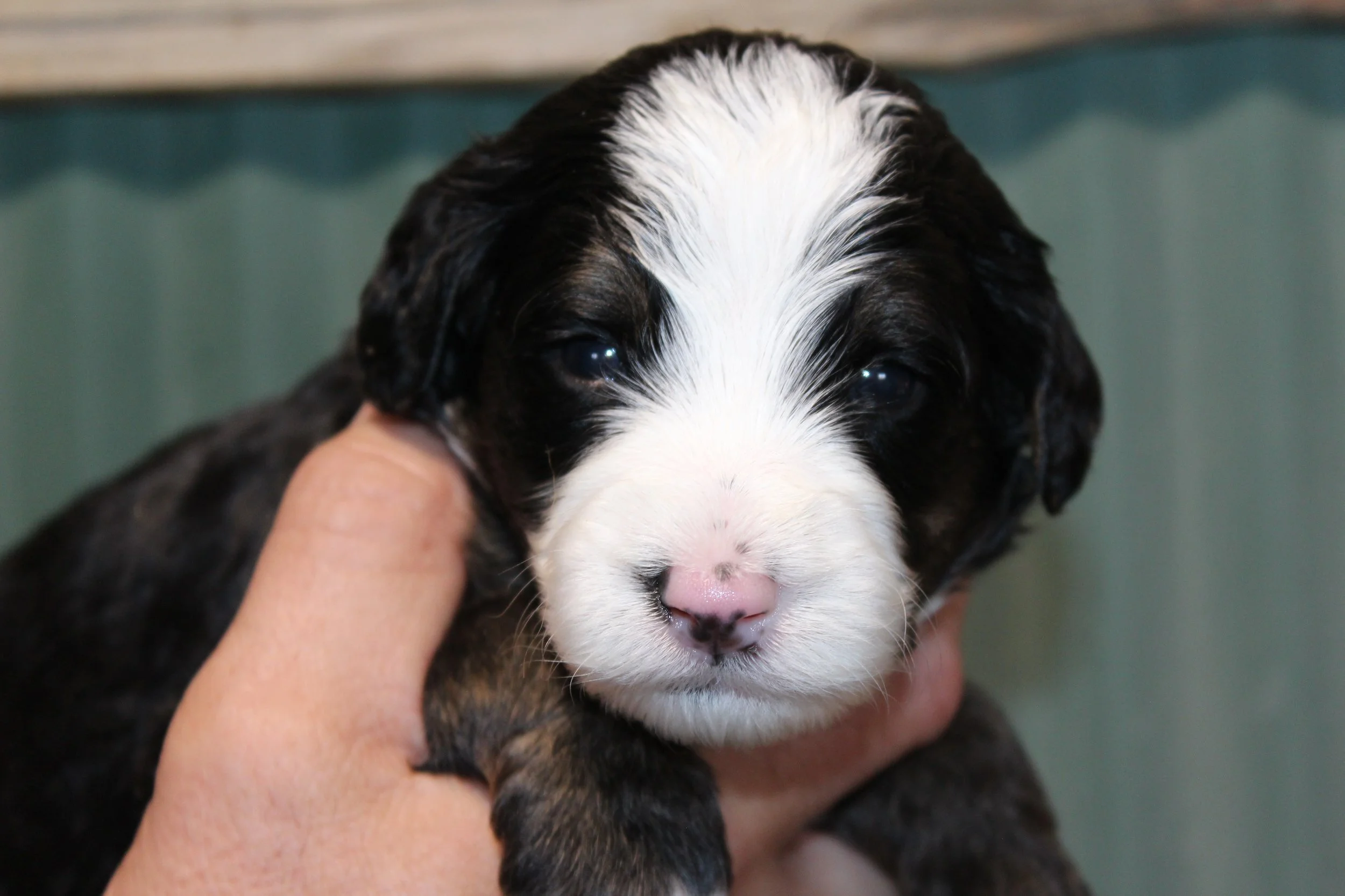   BUTTERMILK  :)    Girl - 3 weeks  