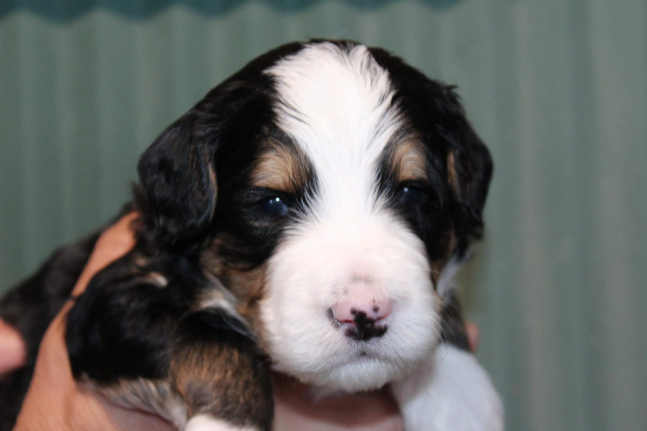   TAOS !    Boy - 3 weeks  