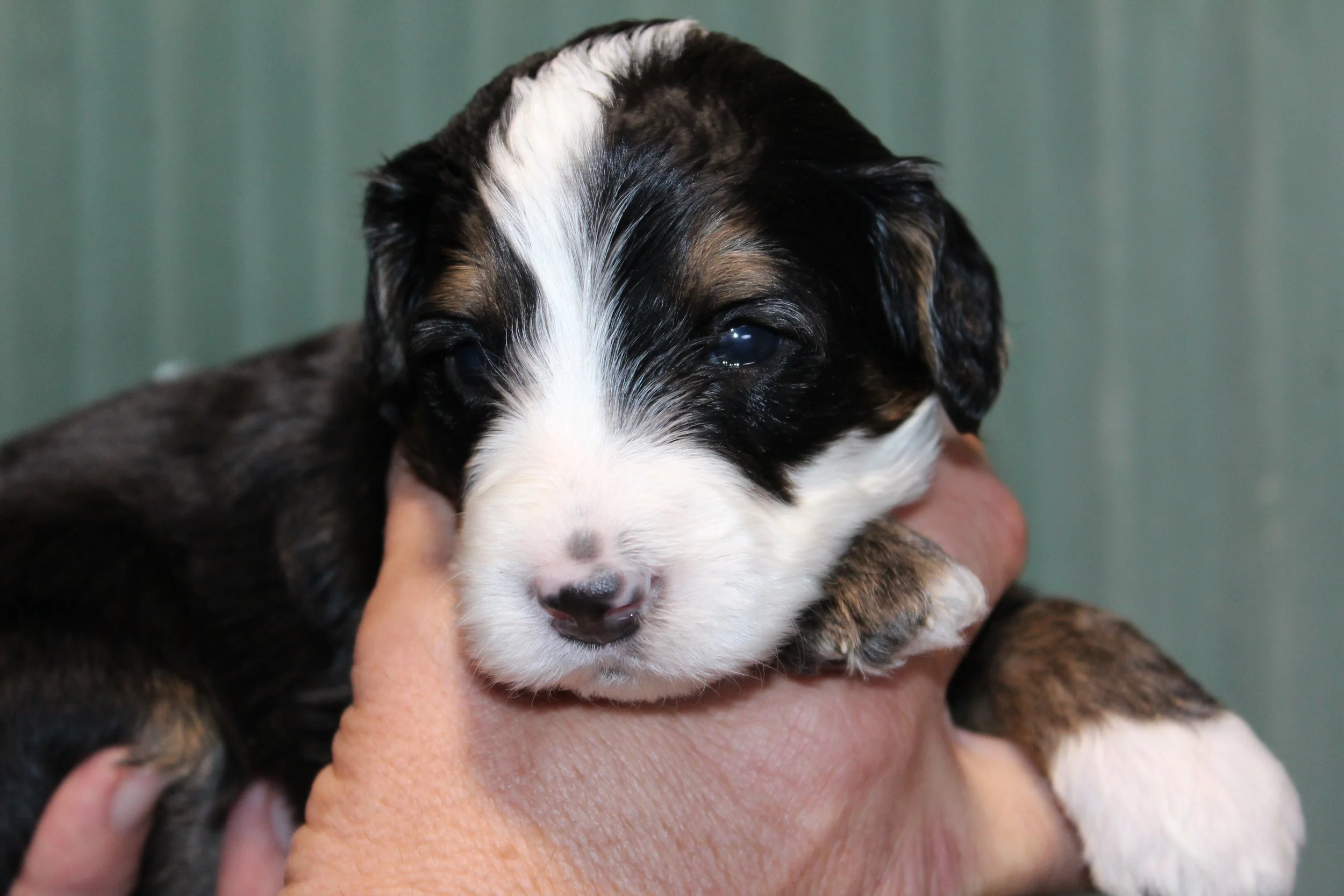   WHISTLER  :)    Boy - 3 weeks  