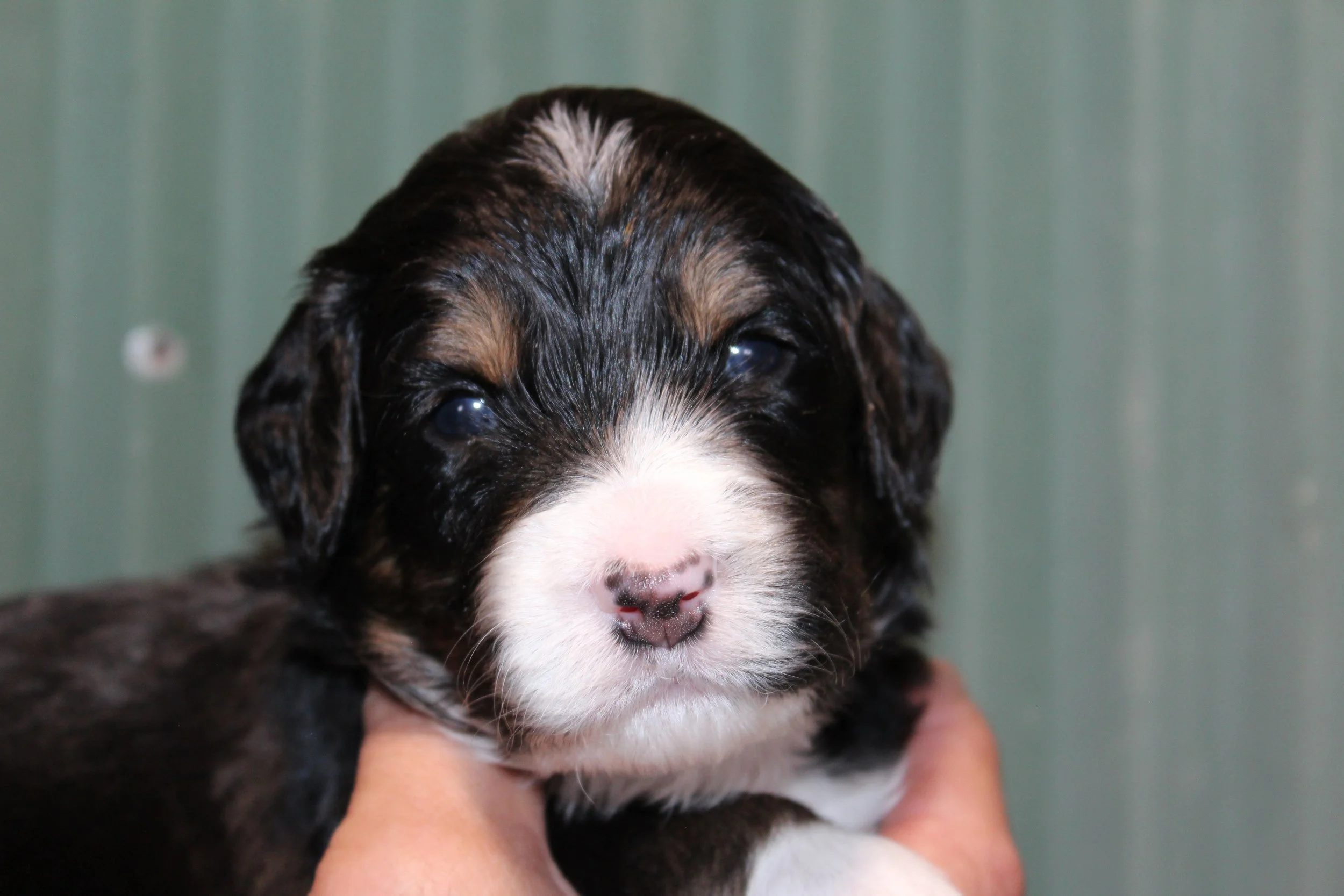   BIG BEAR  :)    Boy - 3 weeks  