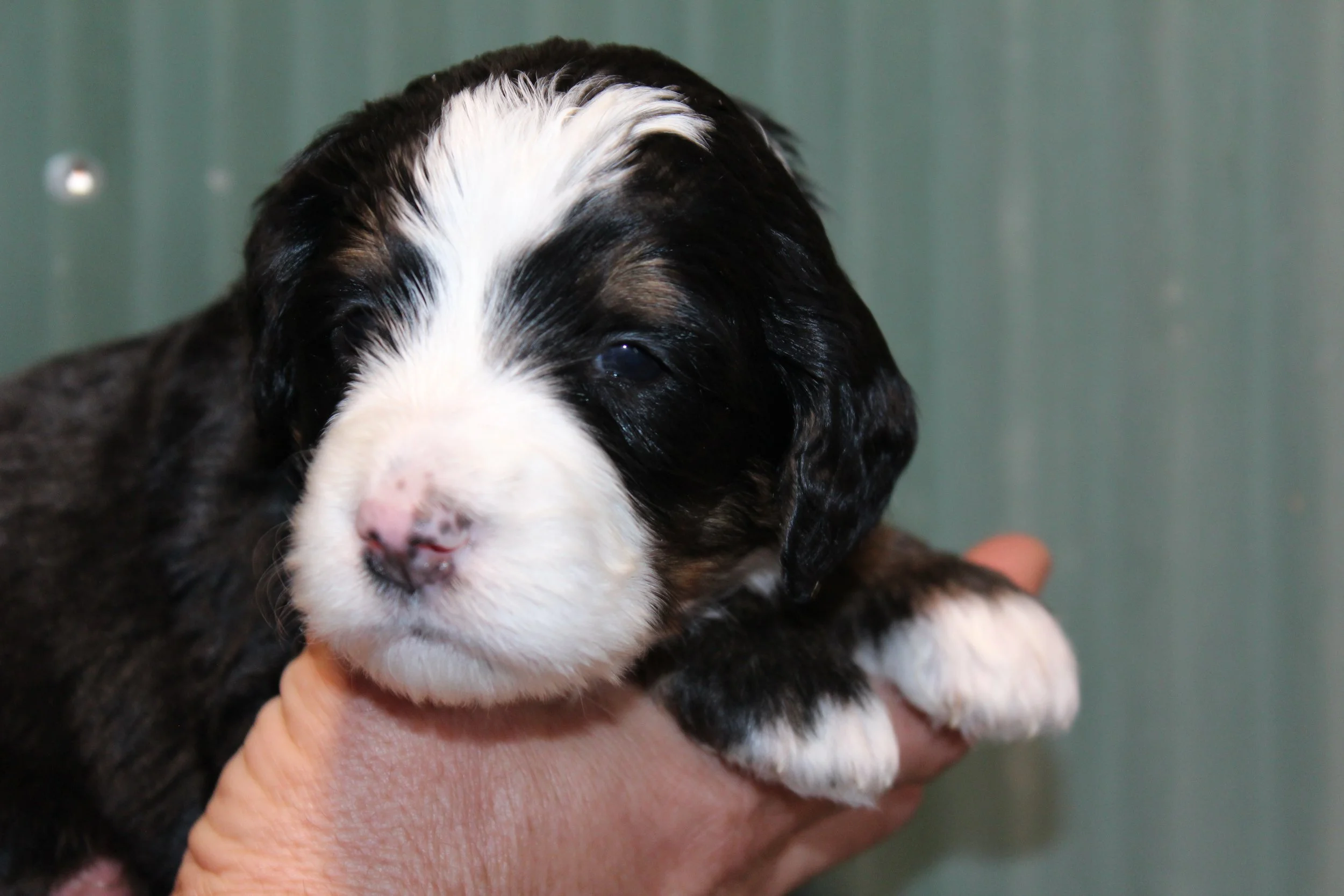   BRISTOL !    Girl - 3 weeks  