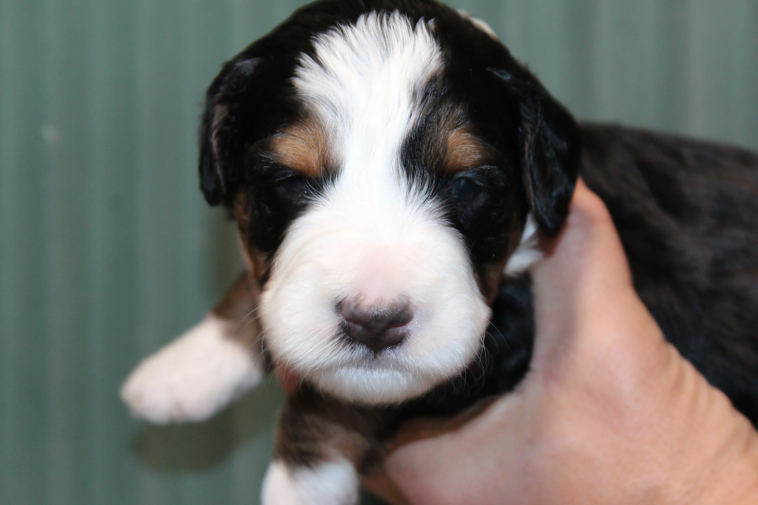   MATTERHORN !    Boy - 3 weeks  