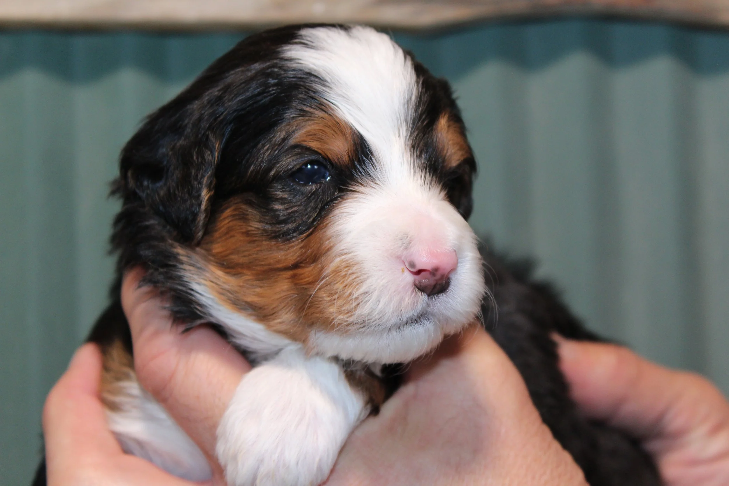   SNOWBIRD  :)    Boy - 3 weeks  