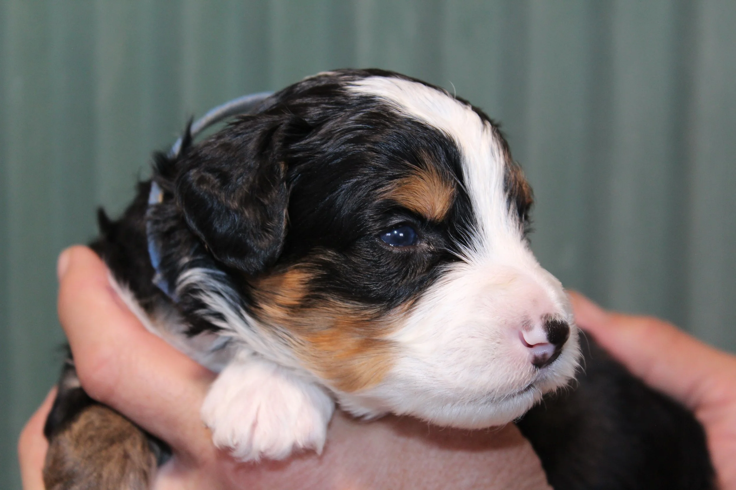   MAMMOTH  :)    Boy - 3 weeks  