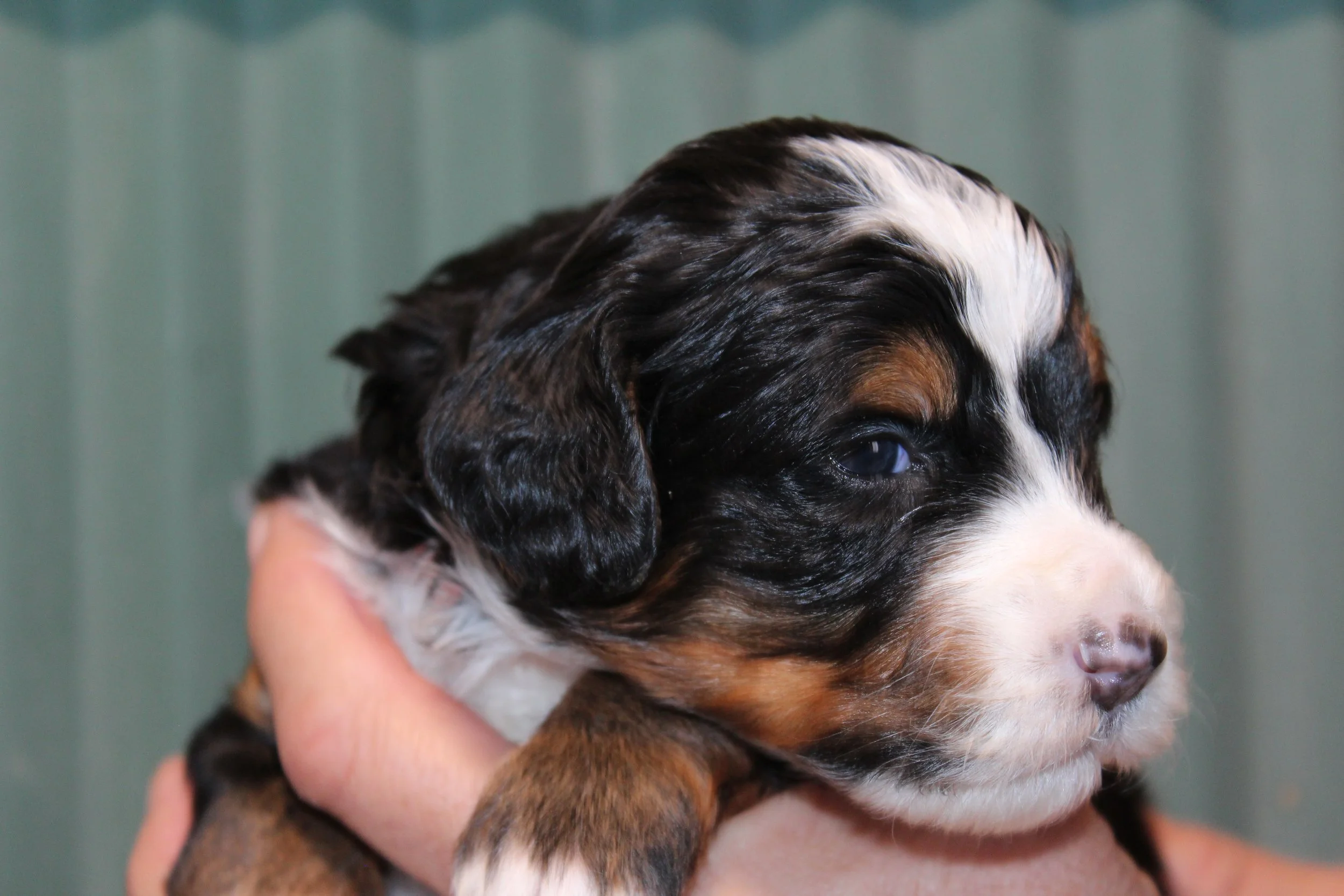   SUGARBUSH !    Girl - 3 weeks  