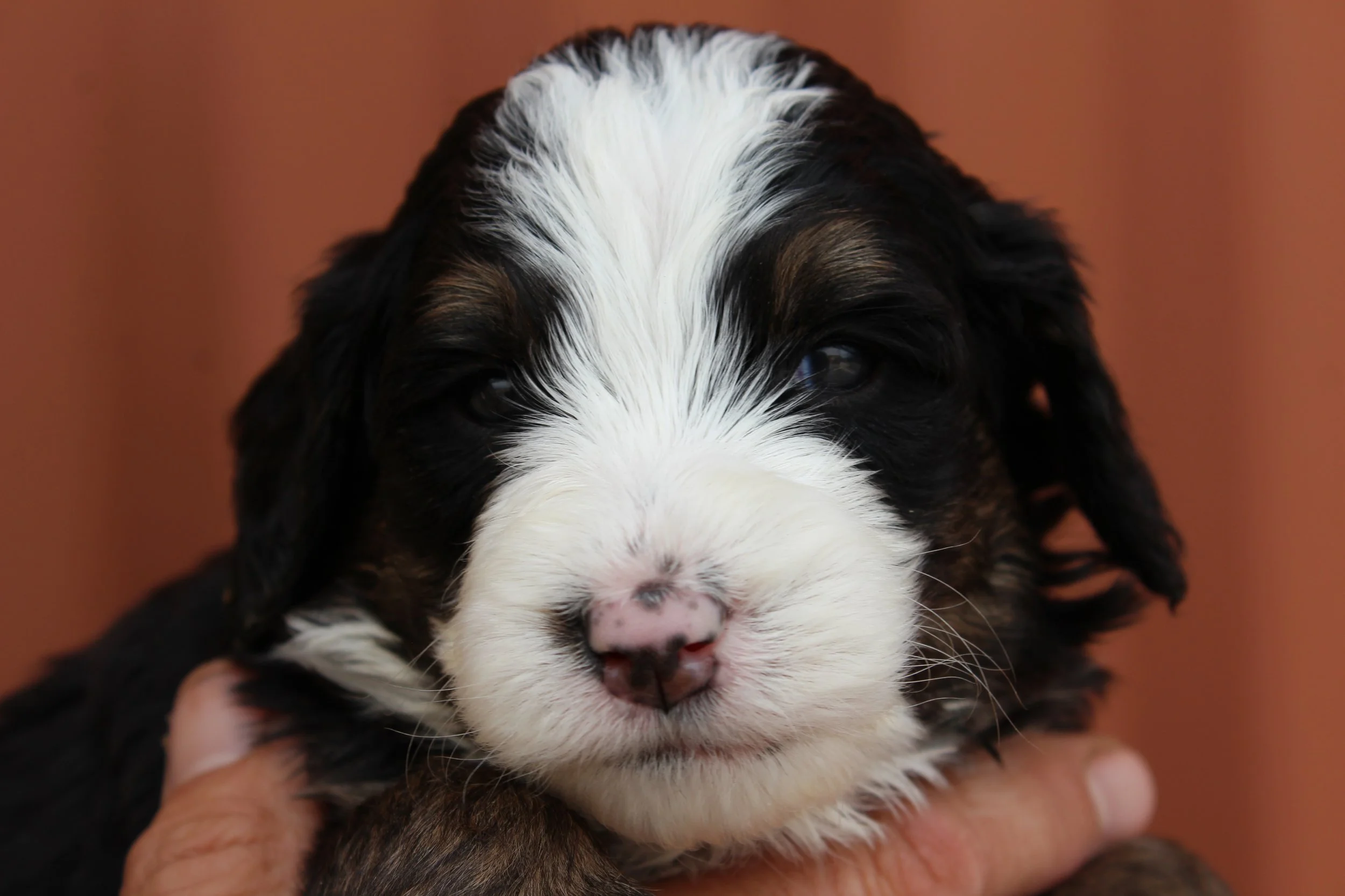   BUTTERMILK !    Girl - 4 weeks  