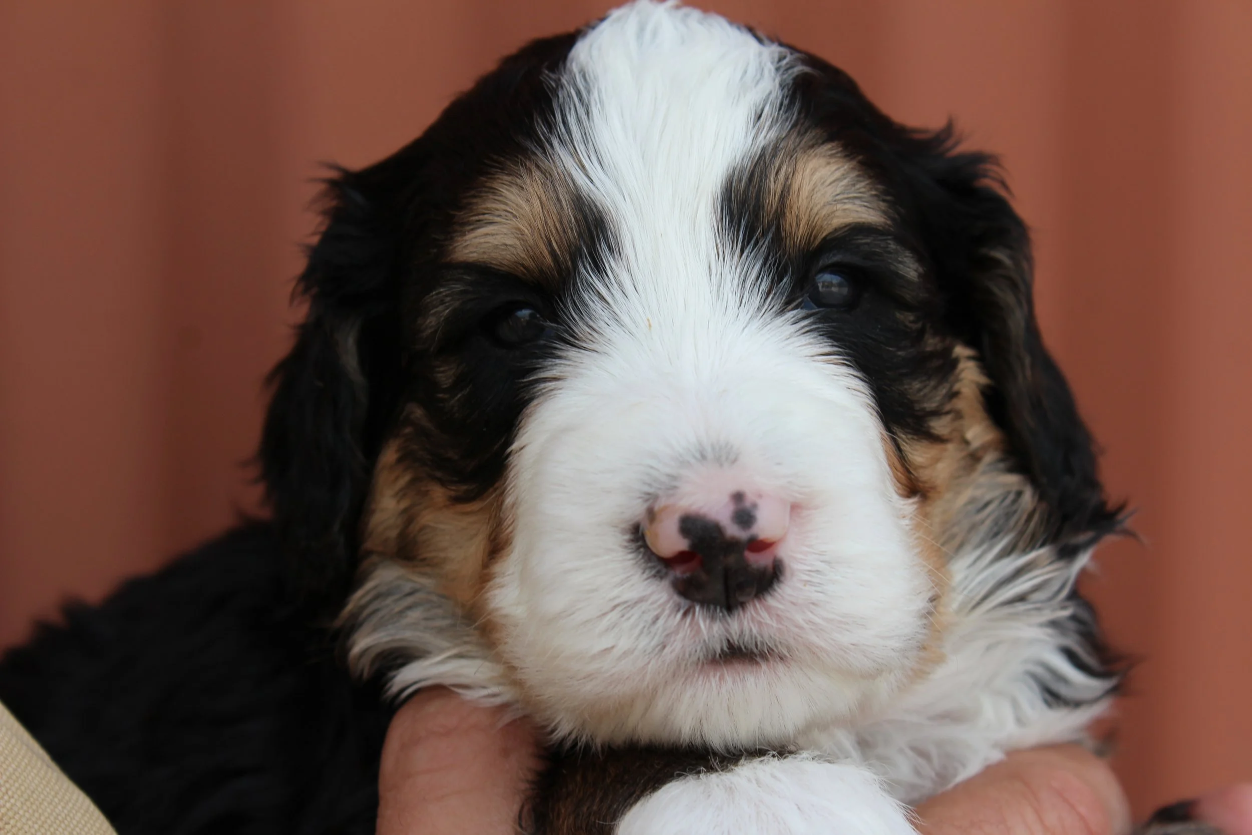   TAOS  :)    Boy - 4 weeks  