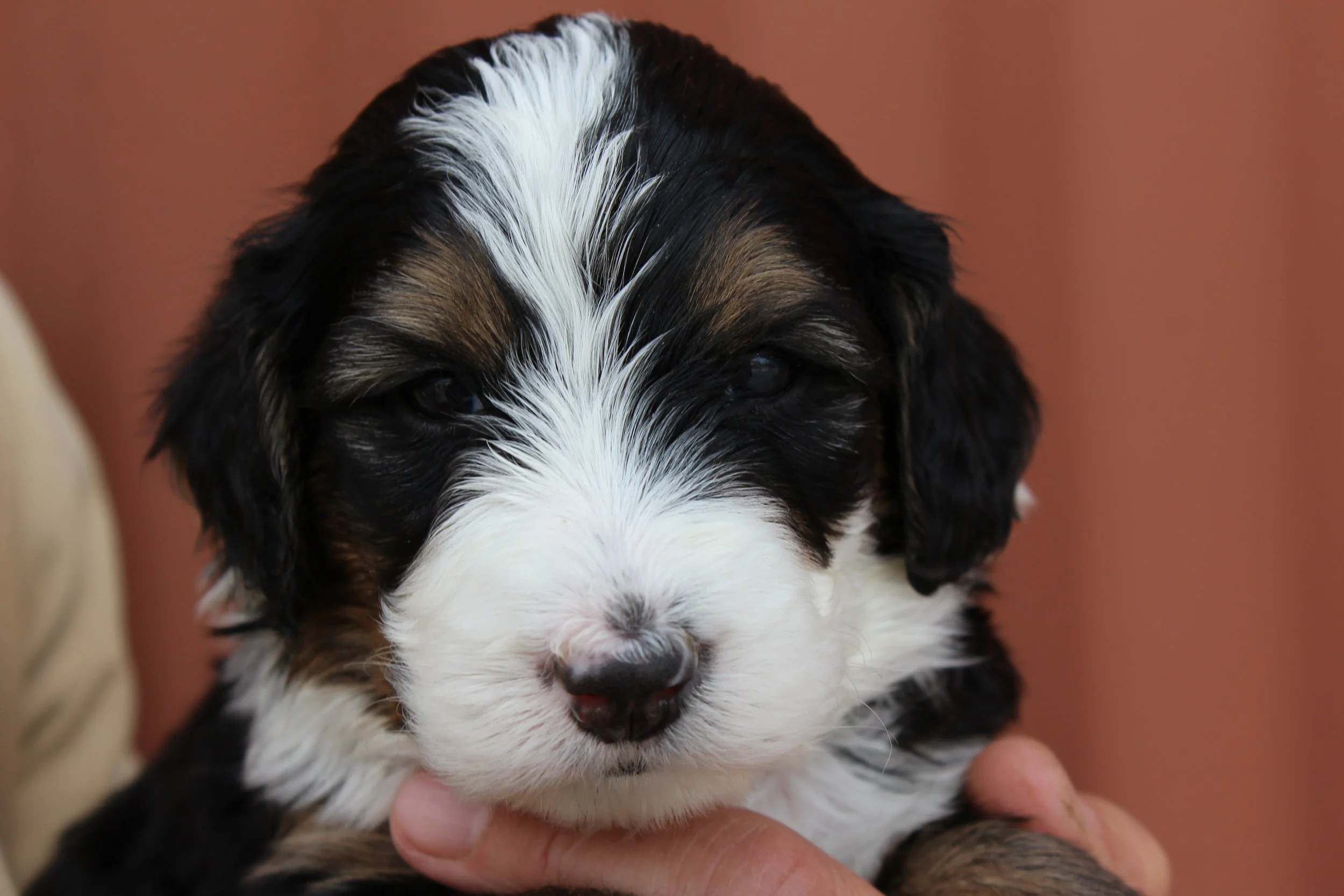   WHISTLER !    Boy - 4 weeks  