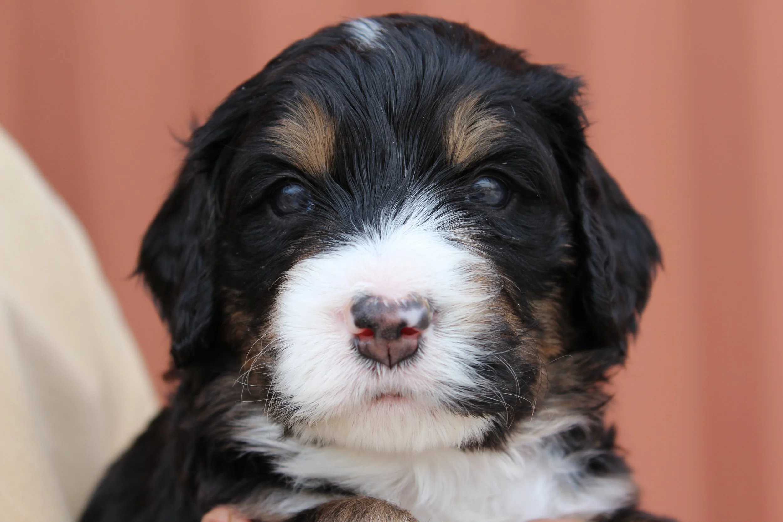   BIG BEAR !    Boy - 4 weeks  