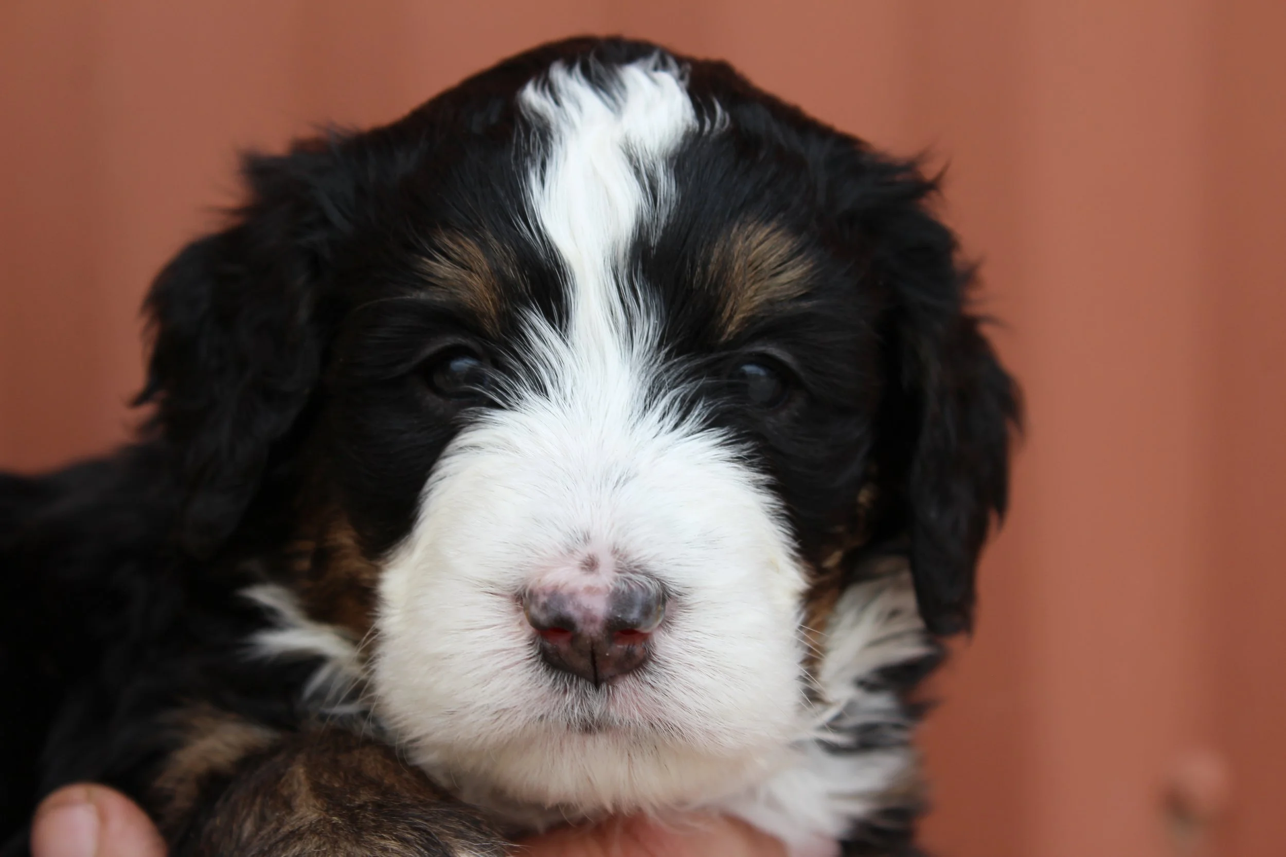   BRISTOL  :)    Girl - 4 weeks  