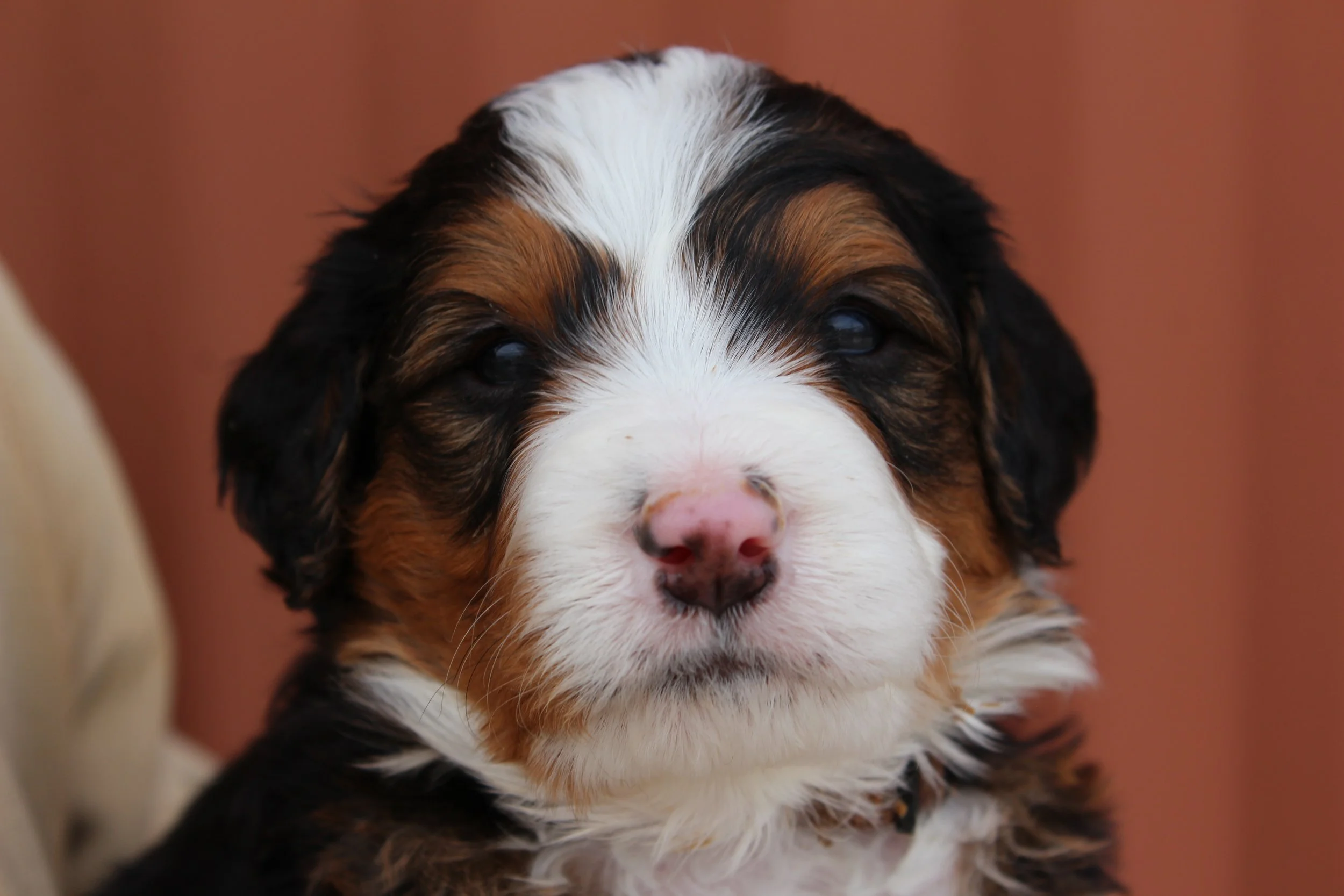   SNOWBIRD !    Boy - 4 weeks  
