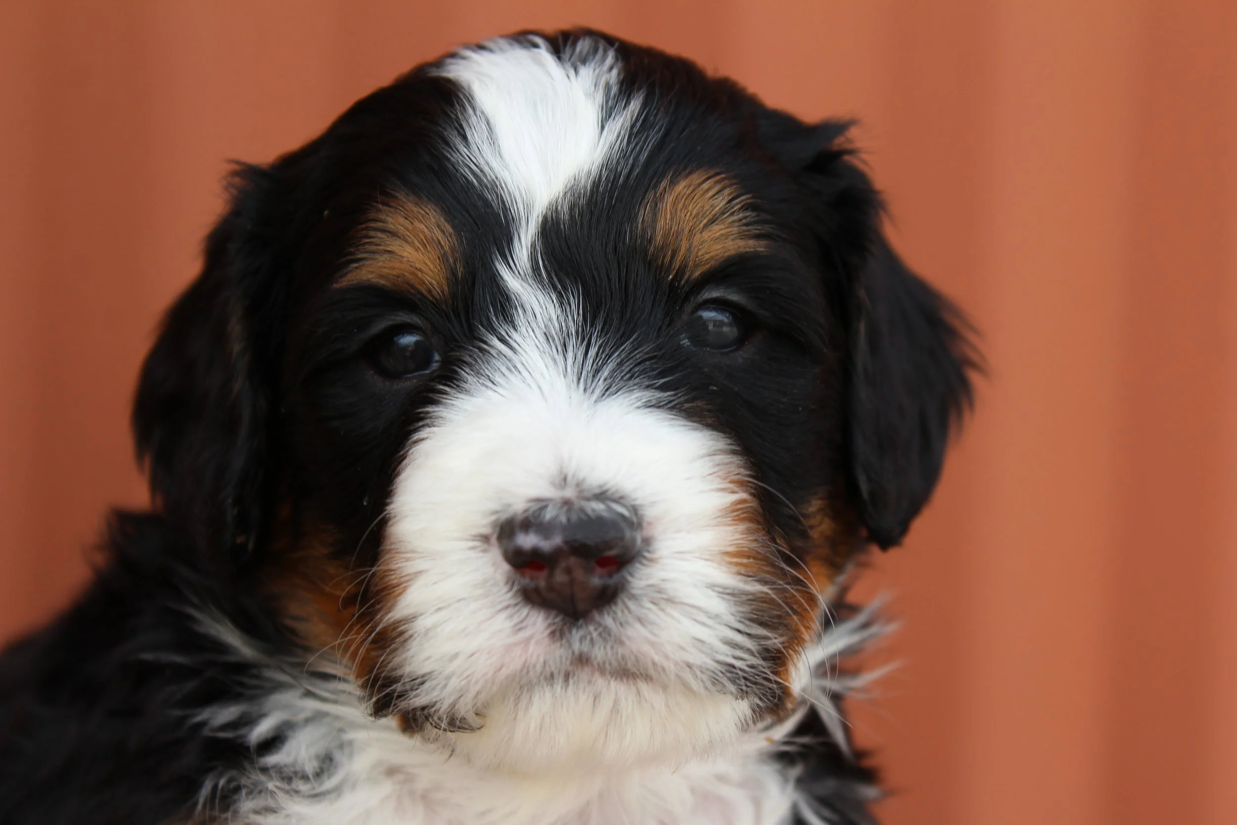  SUGARBUSH  :)    Girl - 4 weeks  