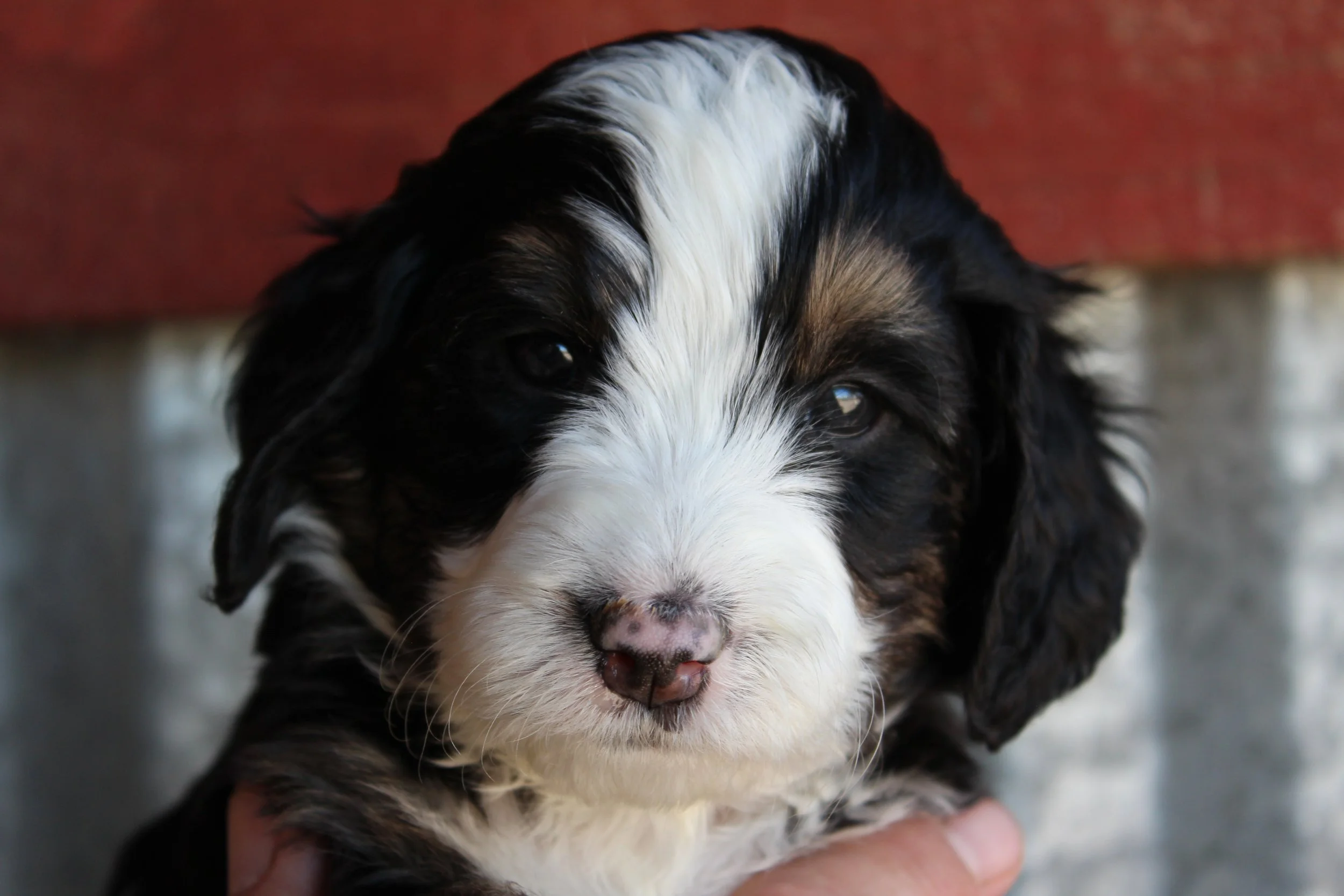   BUTTERMILK  :)    Girl - 5 weeks  
