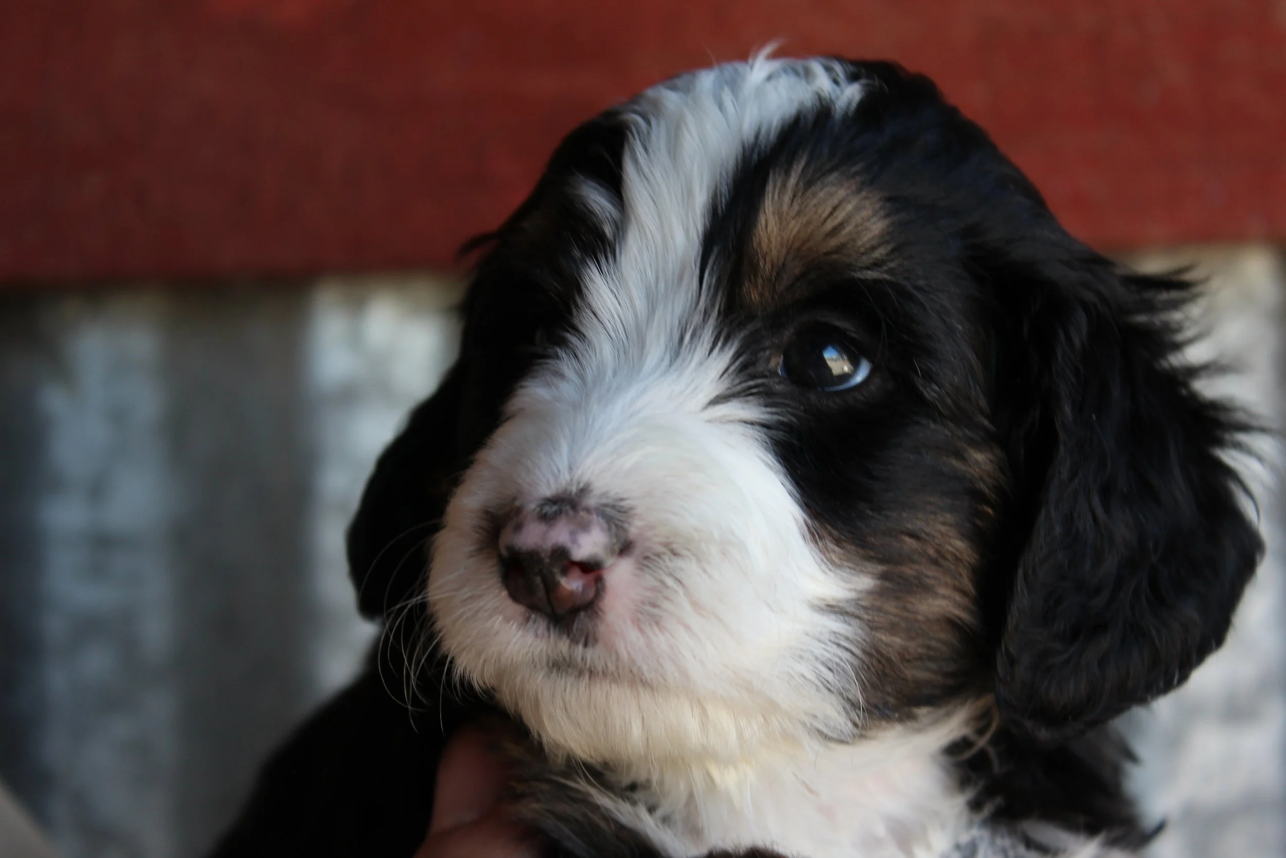   BUTTERMILK  !    Girl - 5 weeks  
