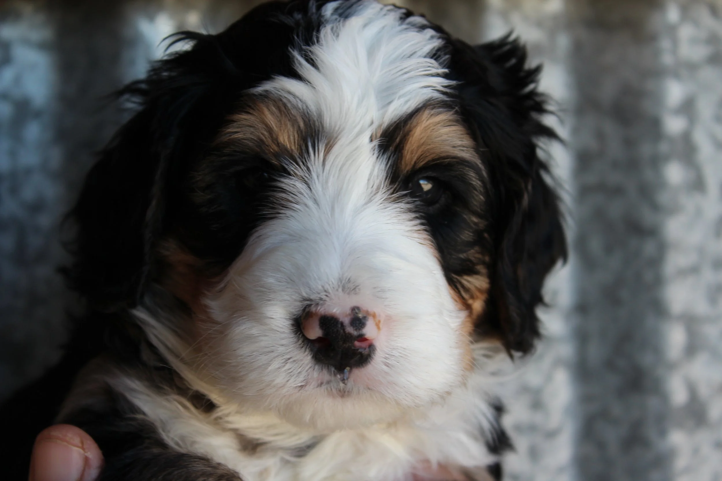   TAOS !    Boy - 5 weeks  
