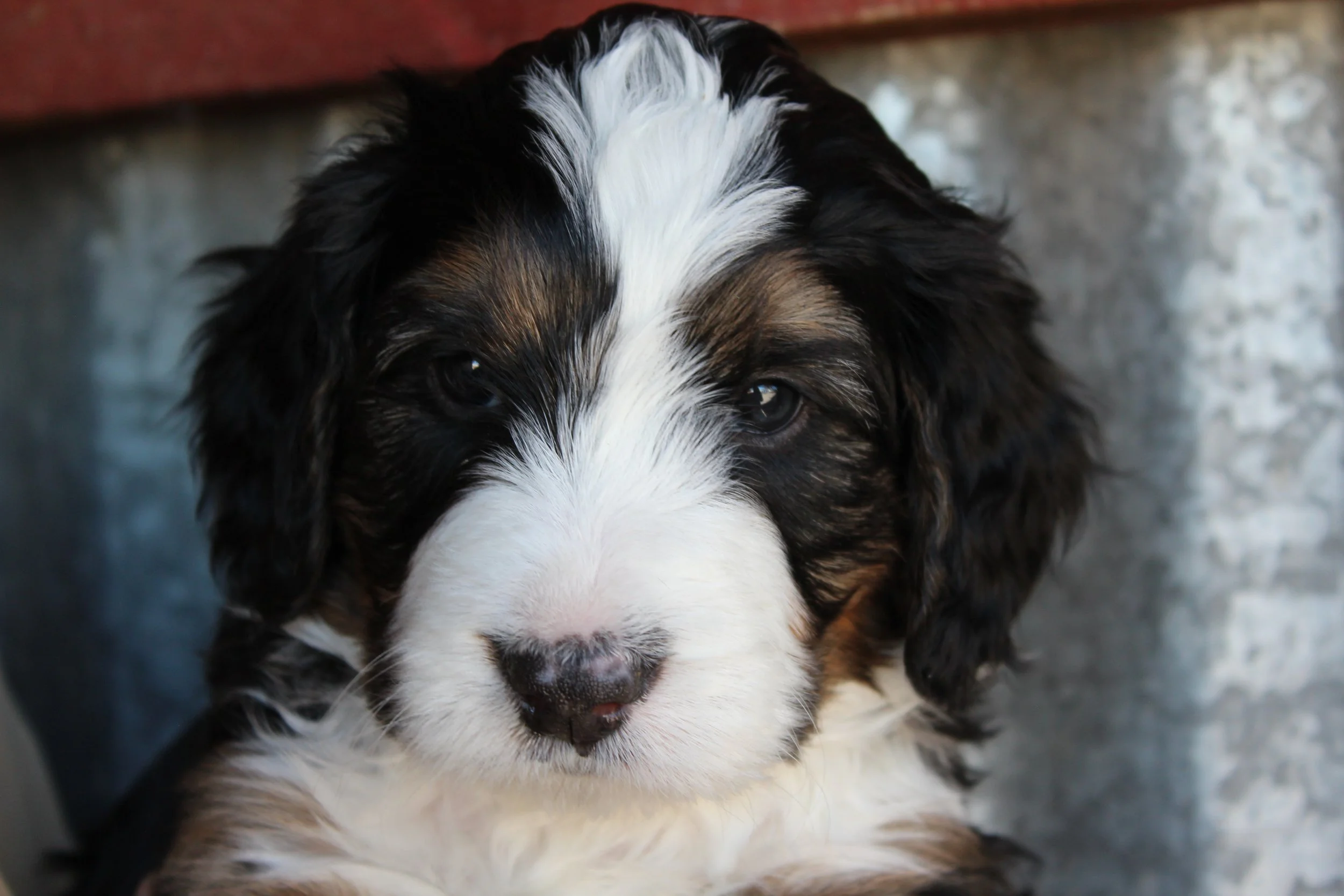   TELLURIDE !    Boy - 5 weeks  
