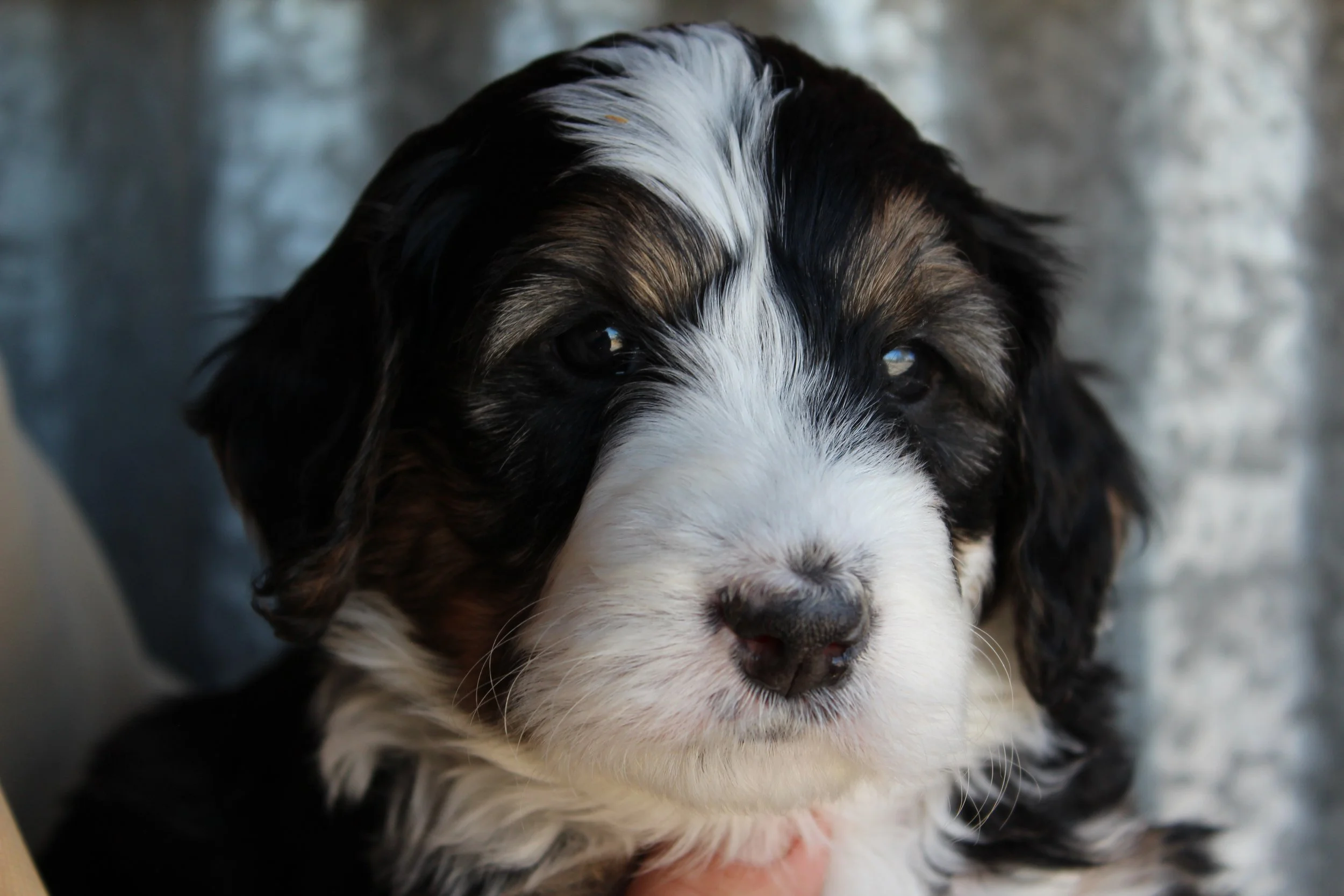   WHISTLER  :)    Boy - 5 weeks  