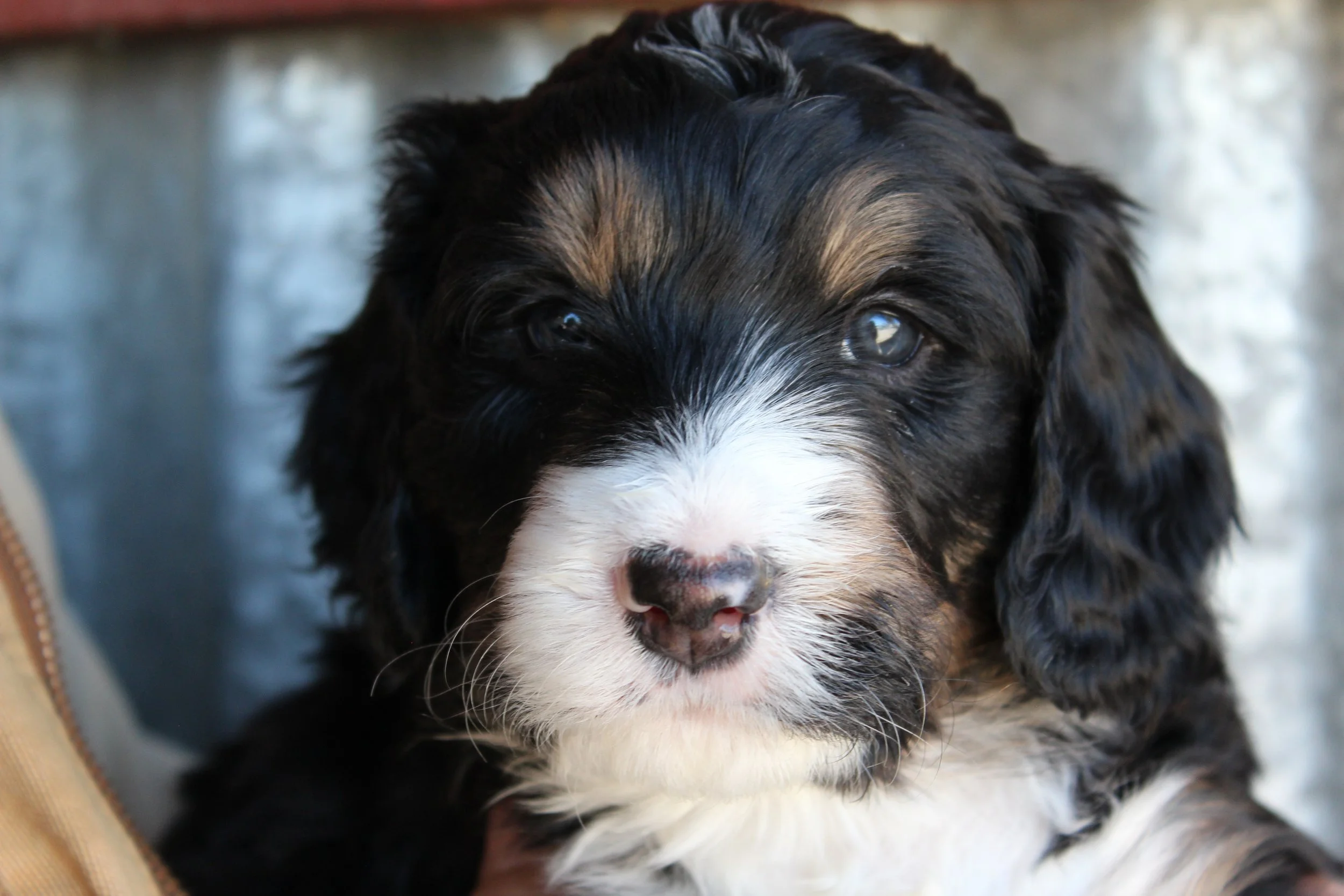   BIG BEAR  :)    Boy - 5 weeks  