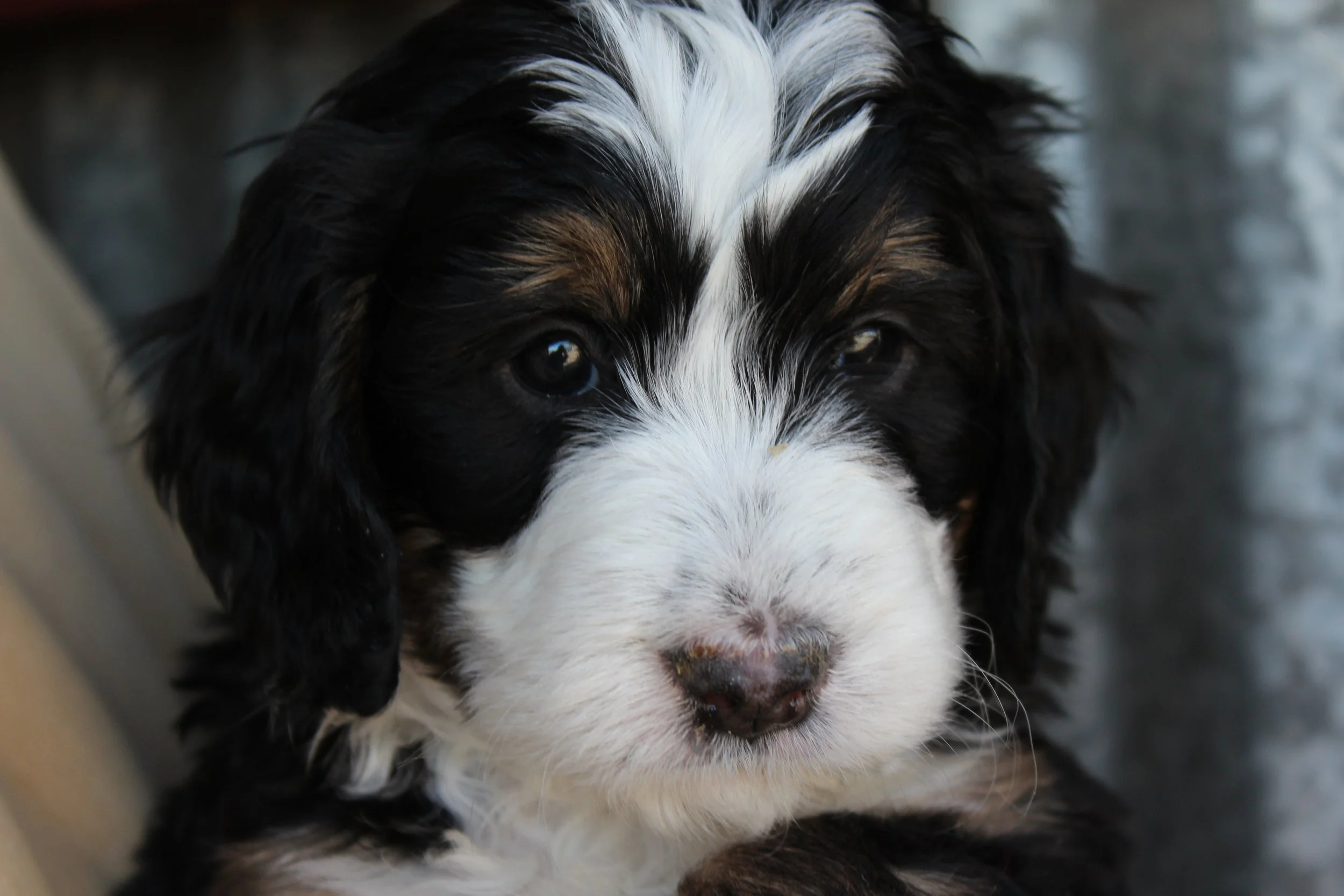   BRISTOL !    Girl - 5 weeks  