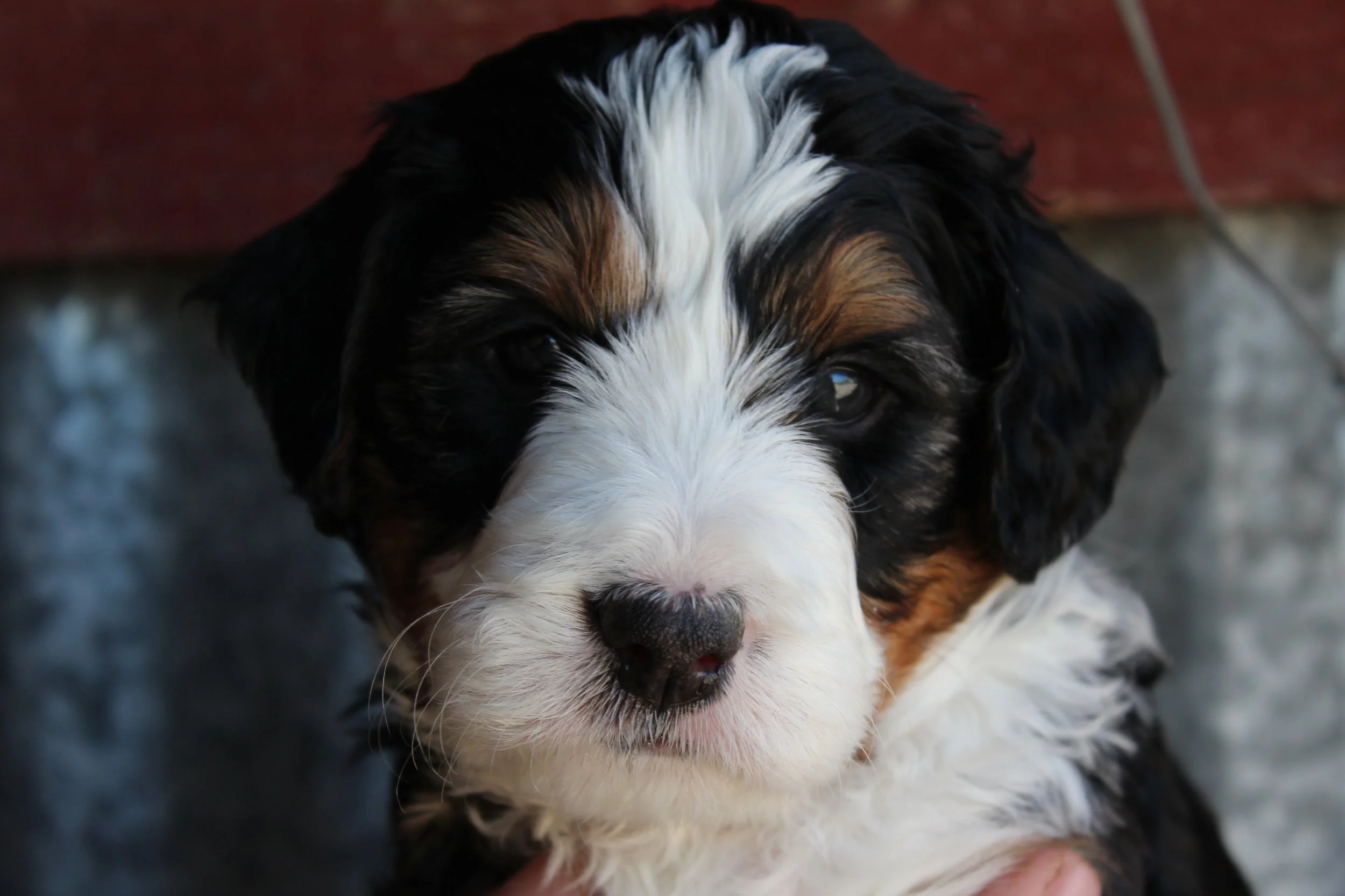   MATTERHORN !    Boy - 5 weeks  