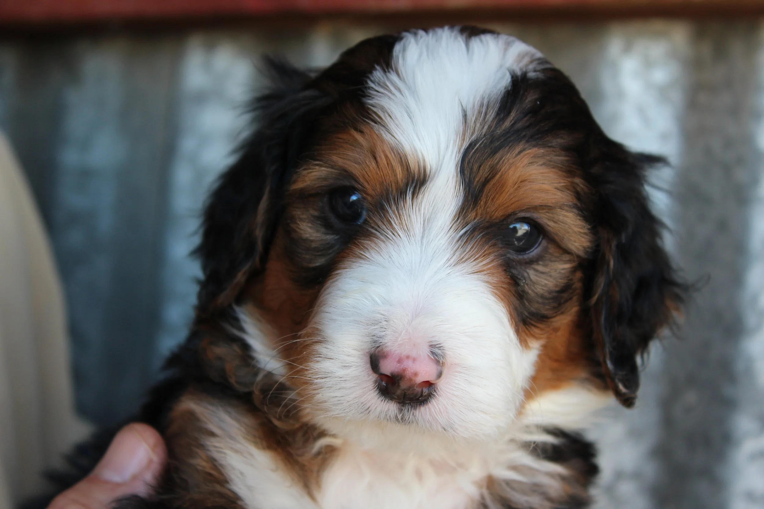   SNOWBIRD :)    Boy - 5 weeks  