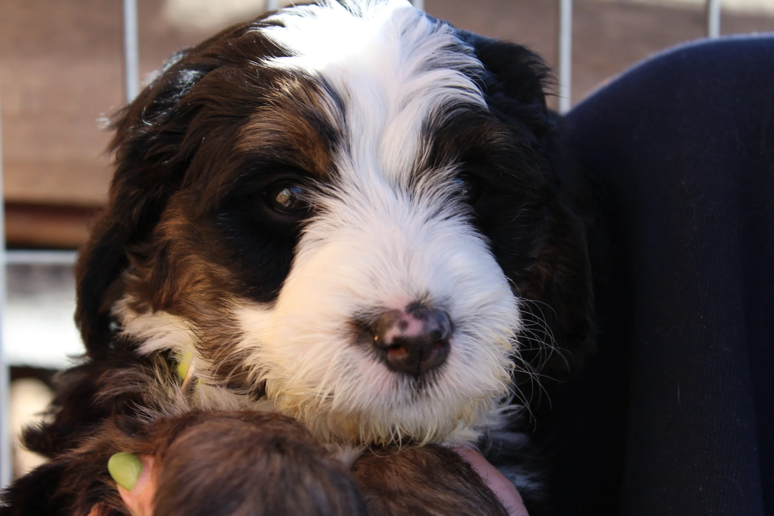   BUTTERMILK  :)    Girl - 6 weeks  
