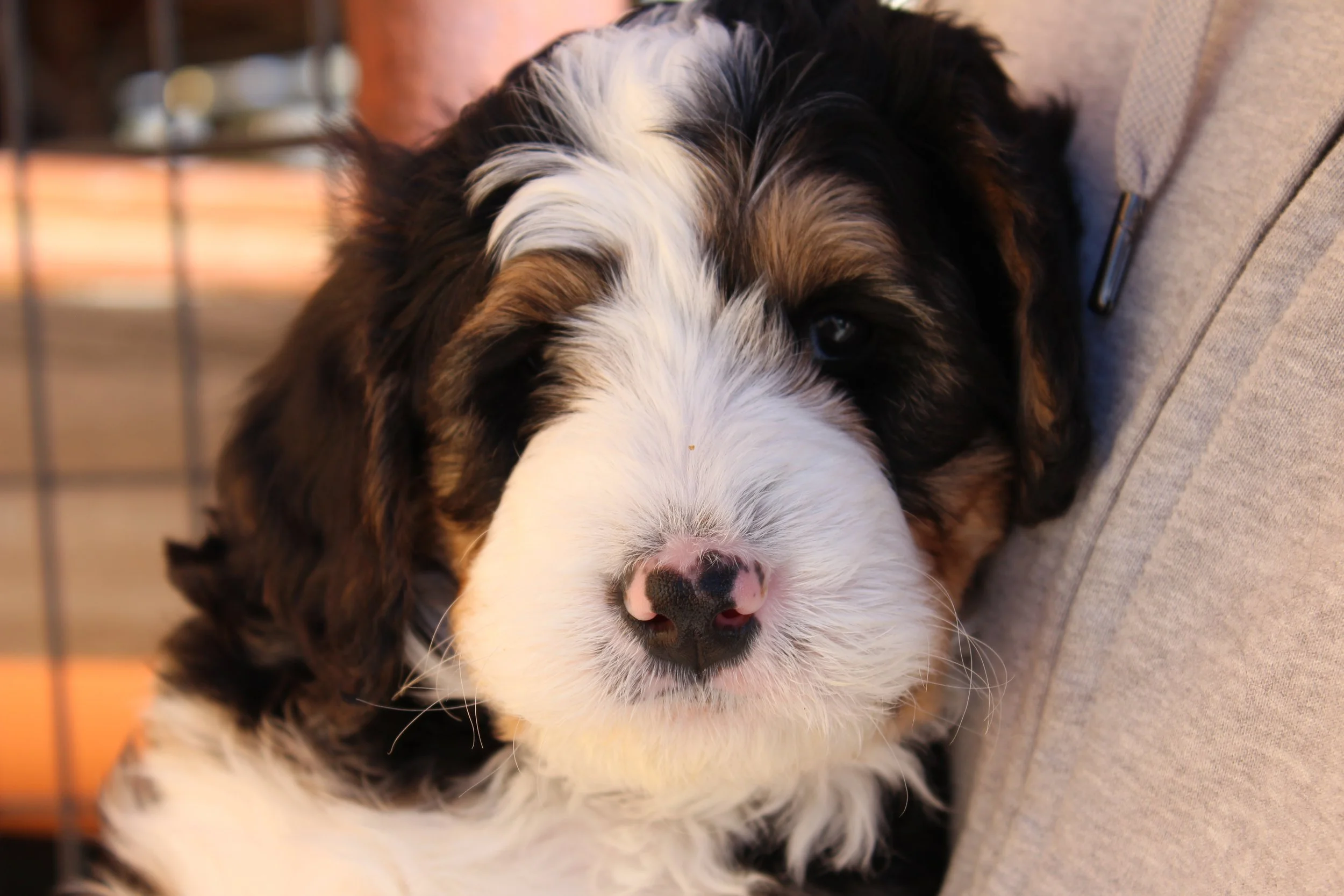   TAOS !    Boy - 6 weeks  