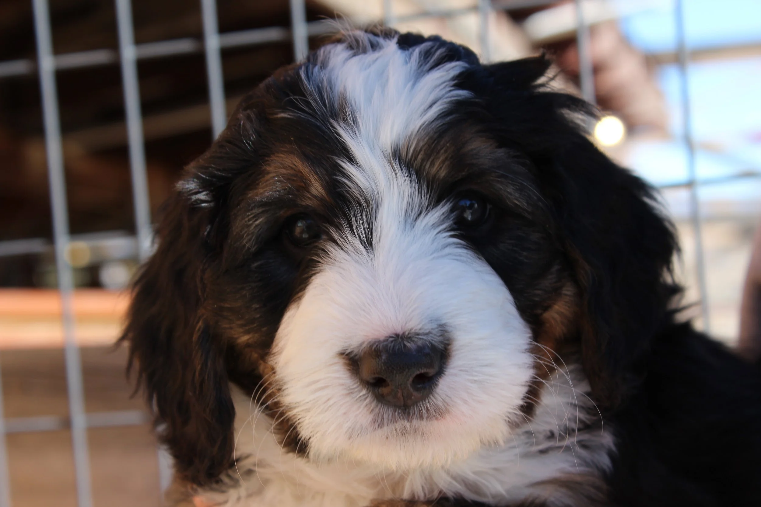   TELLURIDE !    Boy - 6 weeks  