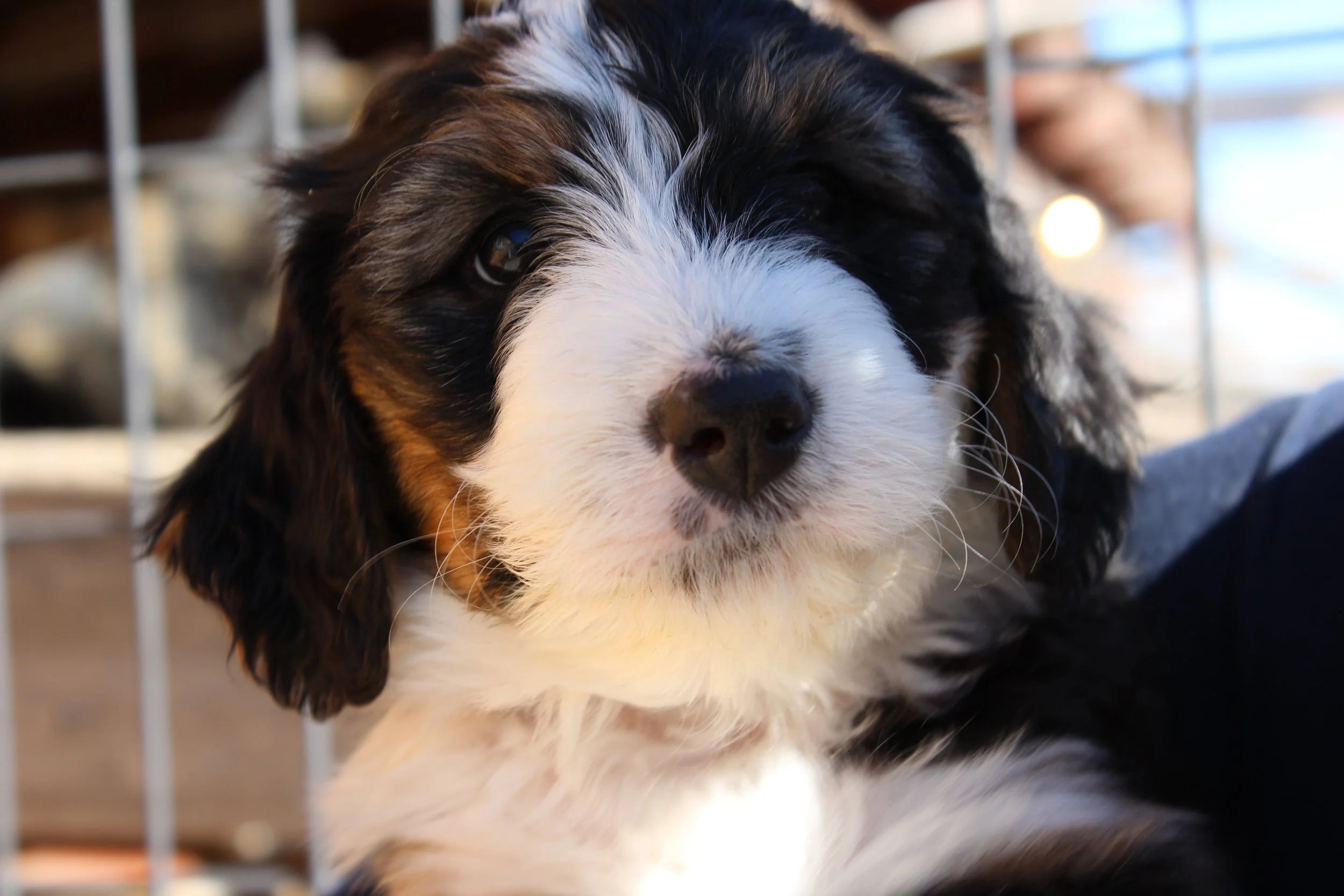   WHISTLER  :)    Boy - 6 weeks  