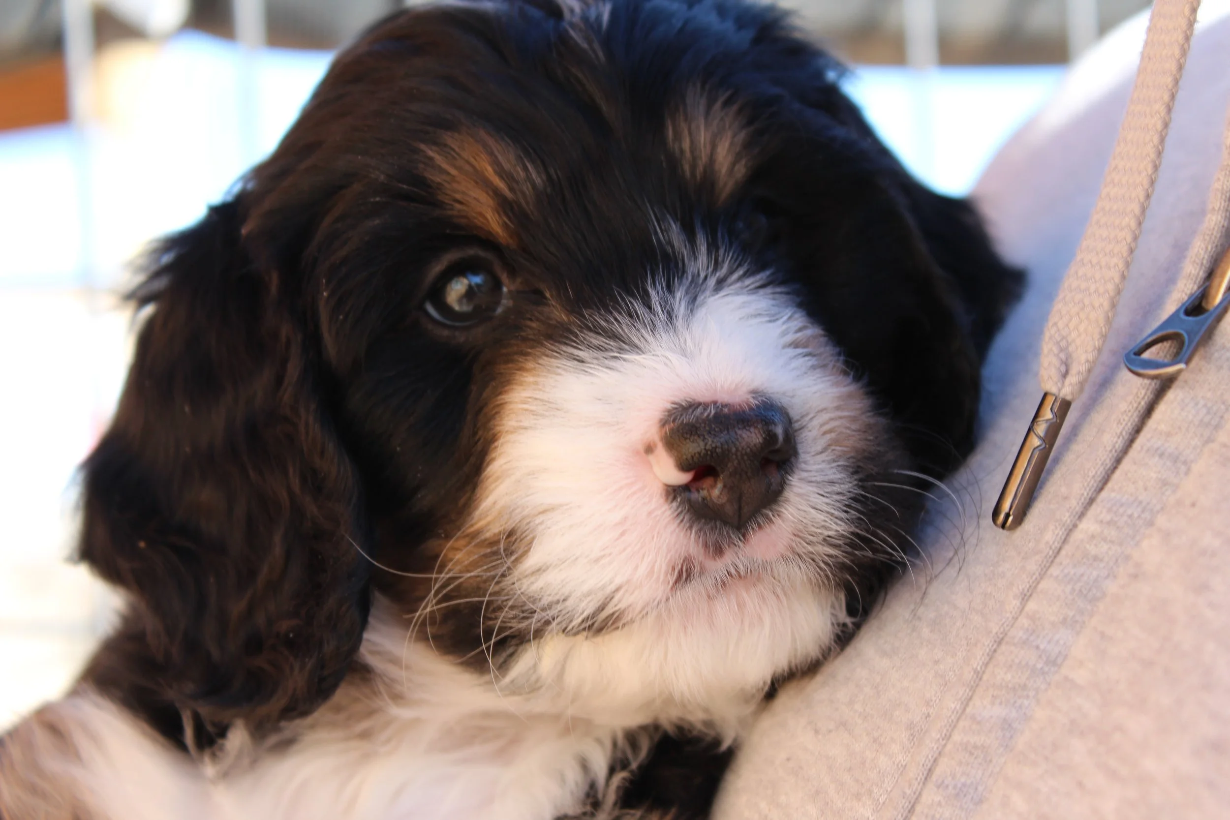   BIG BEAR  :)    Boy - 6 weeks  