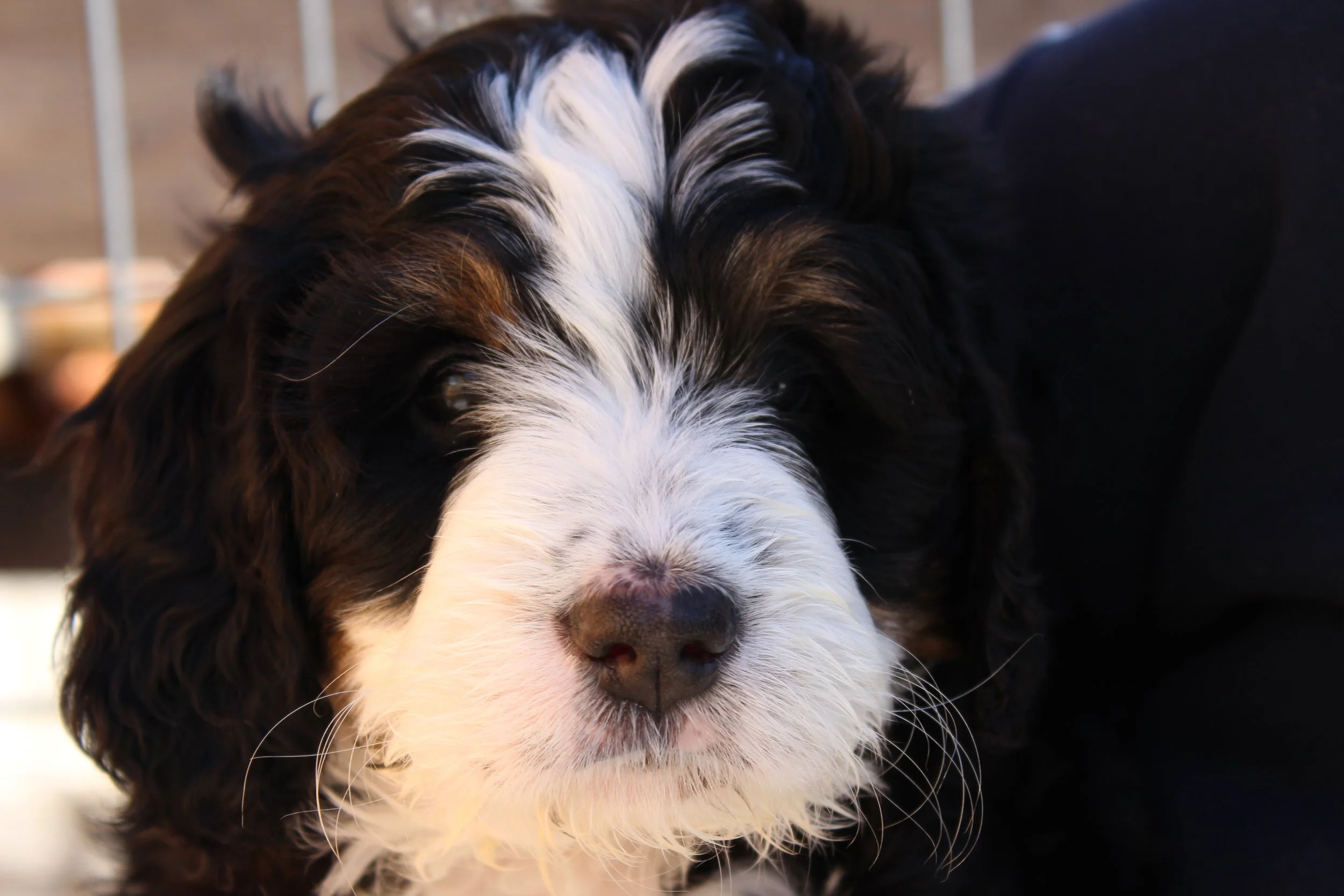   BRISTOL !    Girl - 6 weeks  