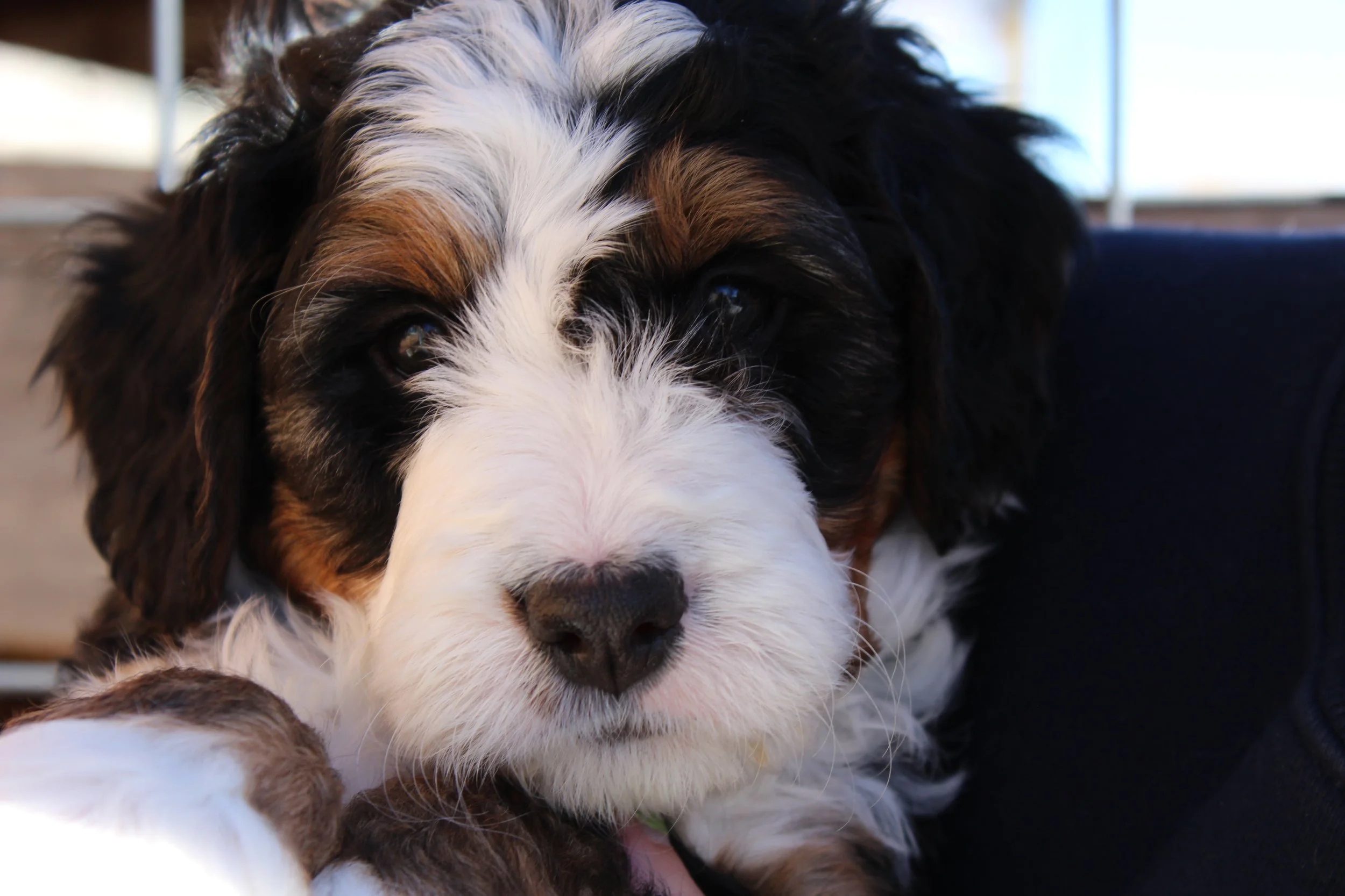   MATTERHORN !    Boy - 6 weeks  